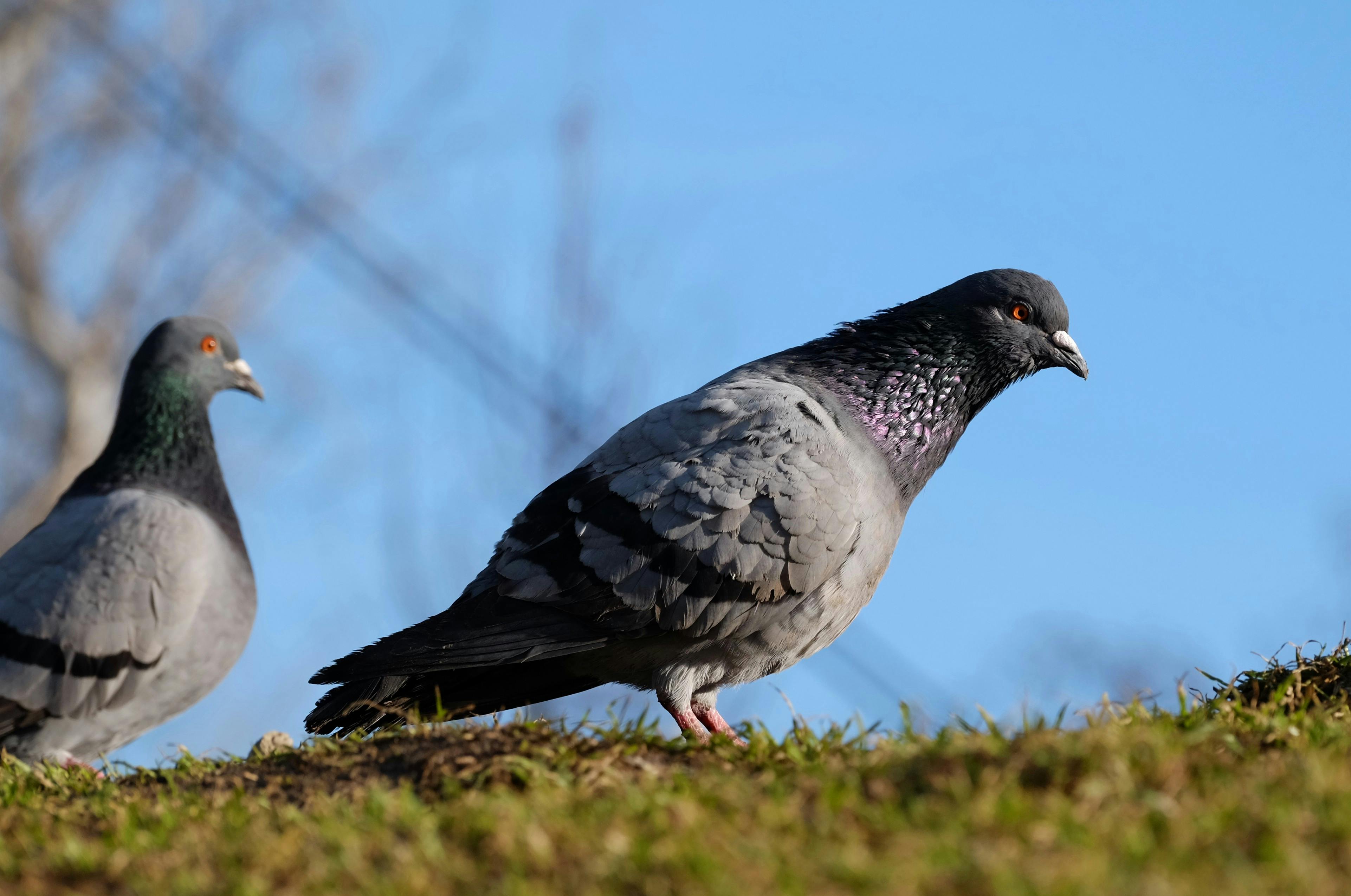 grátis Duas pombas-das-rochas empoleiradas em uma colina gramada sob um céu azul claro, capturadas em plena luz do dia. Foto profissional