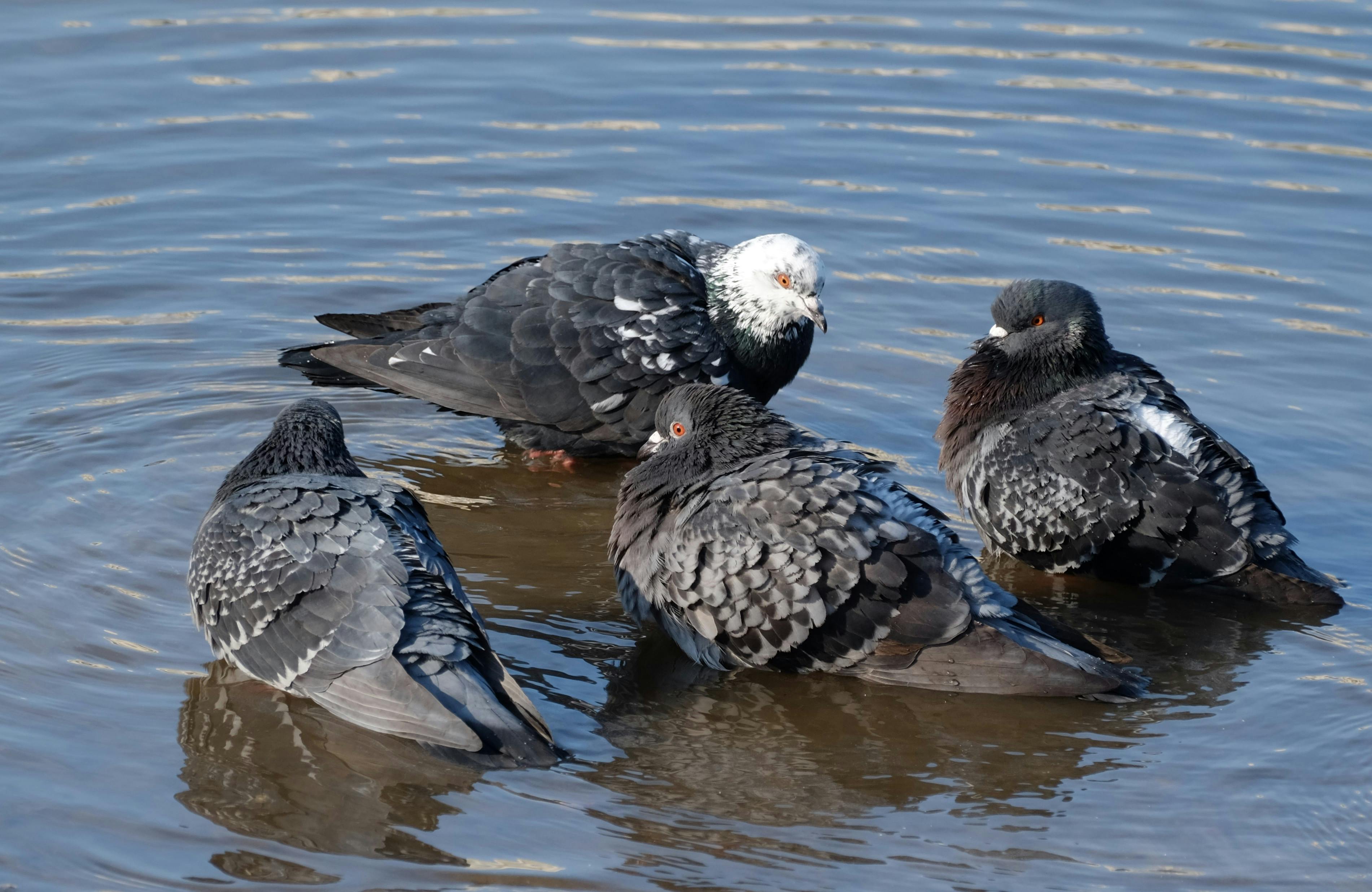 grátis Grupo de pombos desfrutando de um banho em um lago sereno, exibindo comportamento natural. Foto profissional