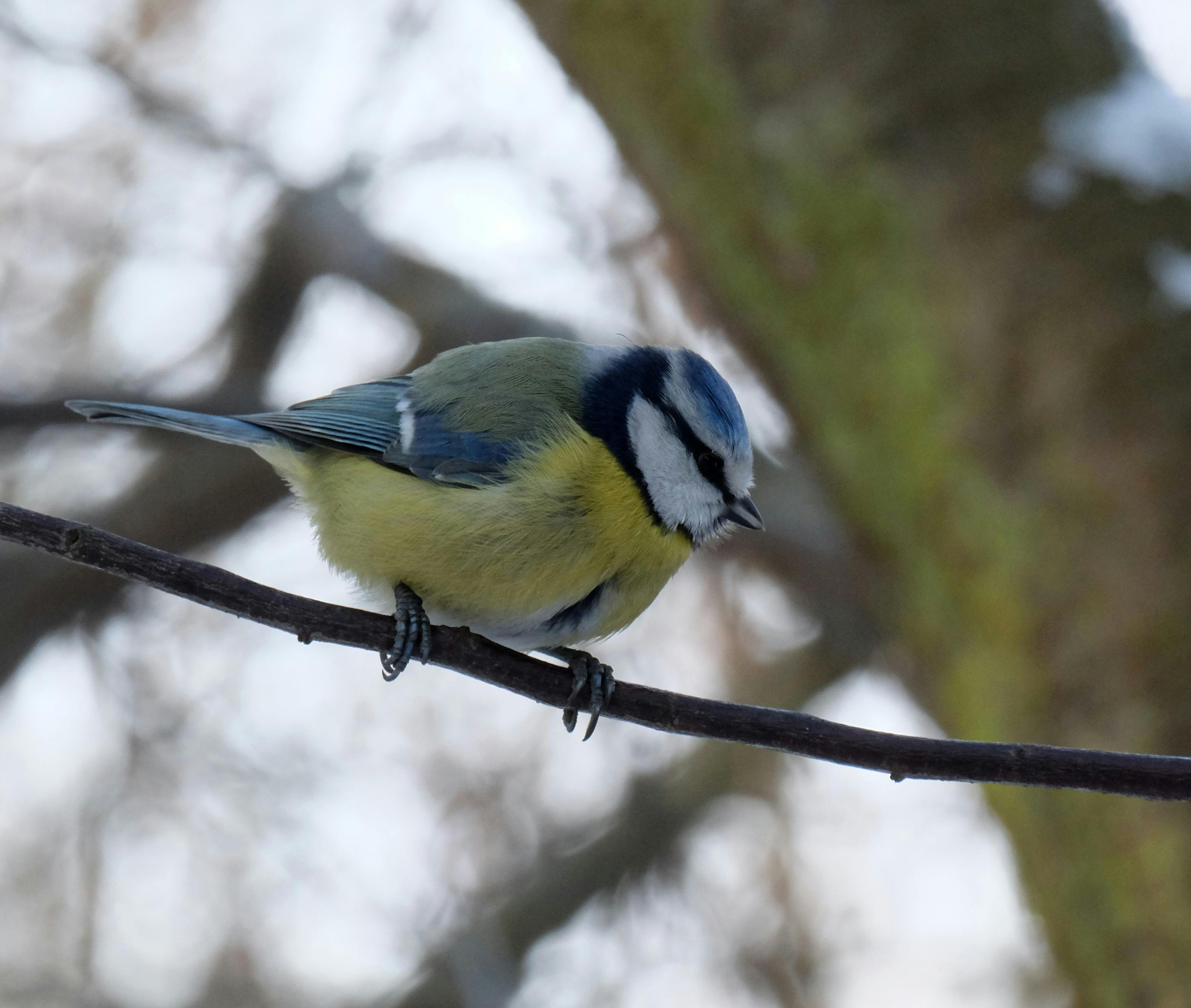 Gratis Un brillante carbonero azul posado en una rama con un suave fondo invernal difuminado. Fotografía de naturaleza salvaje. Foto de stock