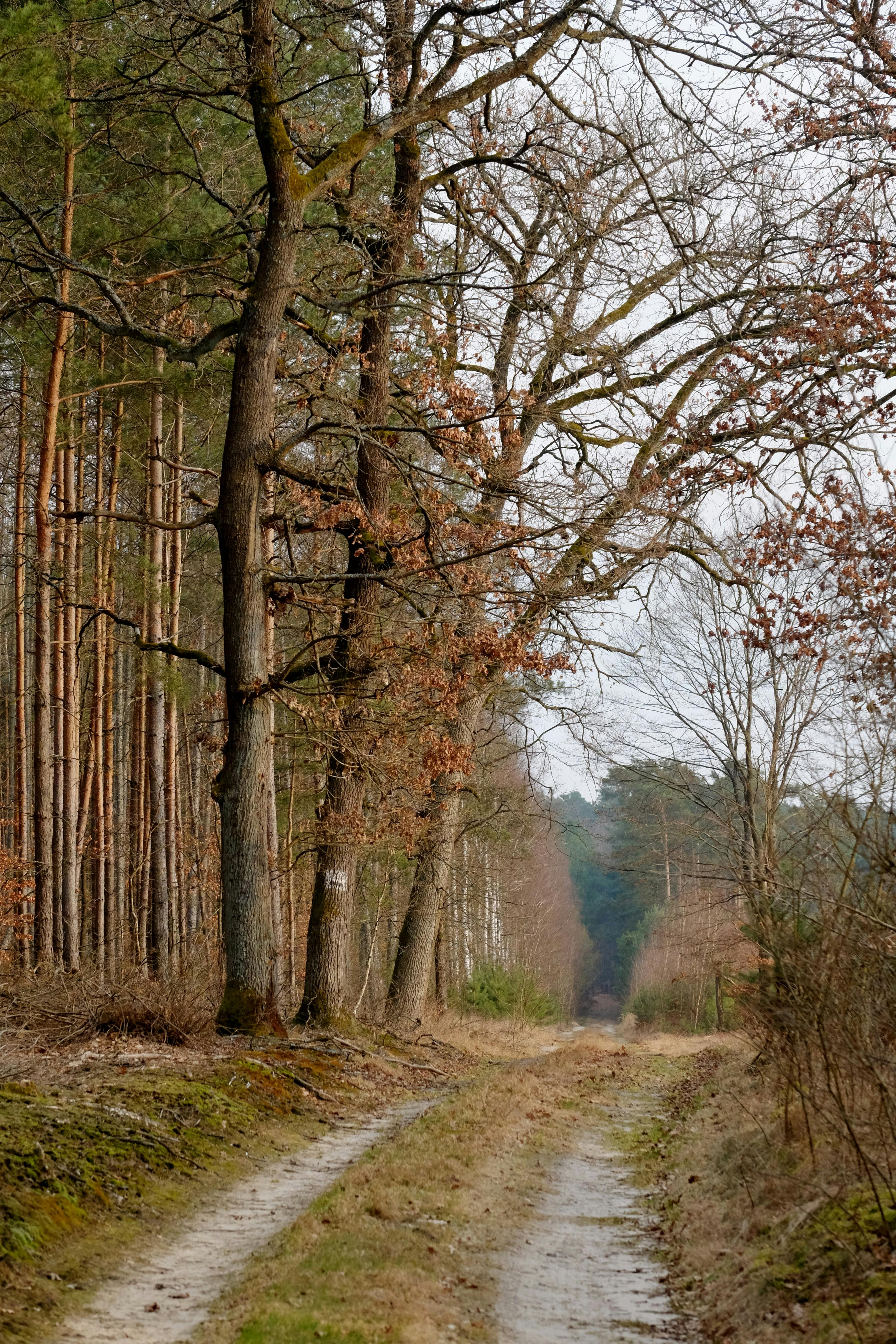 Gratuit Un paisible chemin de terre serpentant à travers une forêt de feuillus et de pins au début du printemps. Photos