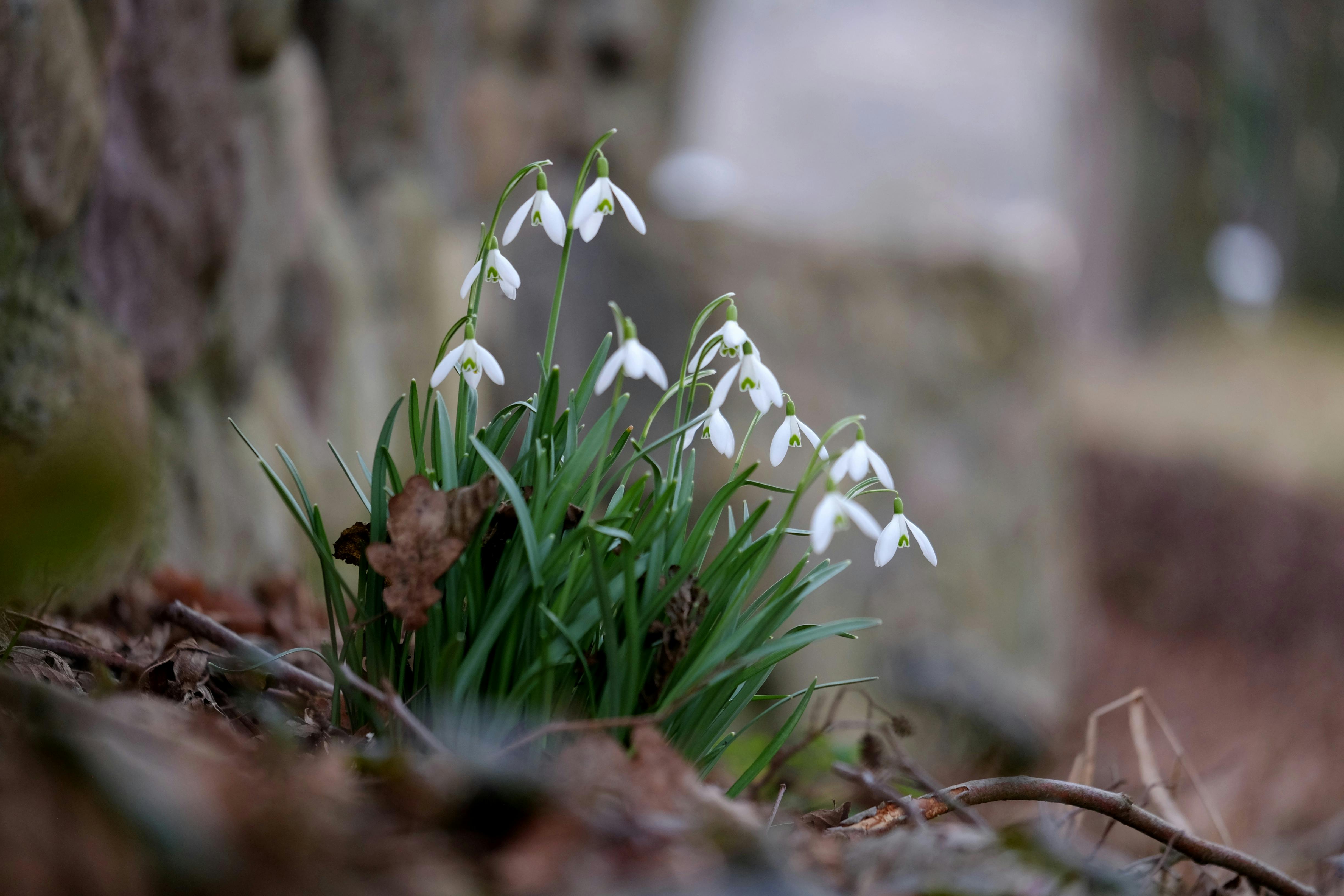 Gratuit Gros plan sur des perce-neige émergeant des feuilles mortes, annonçant l'arrivée du printemps. Photos