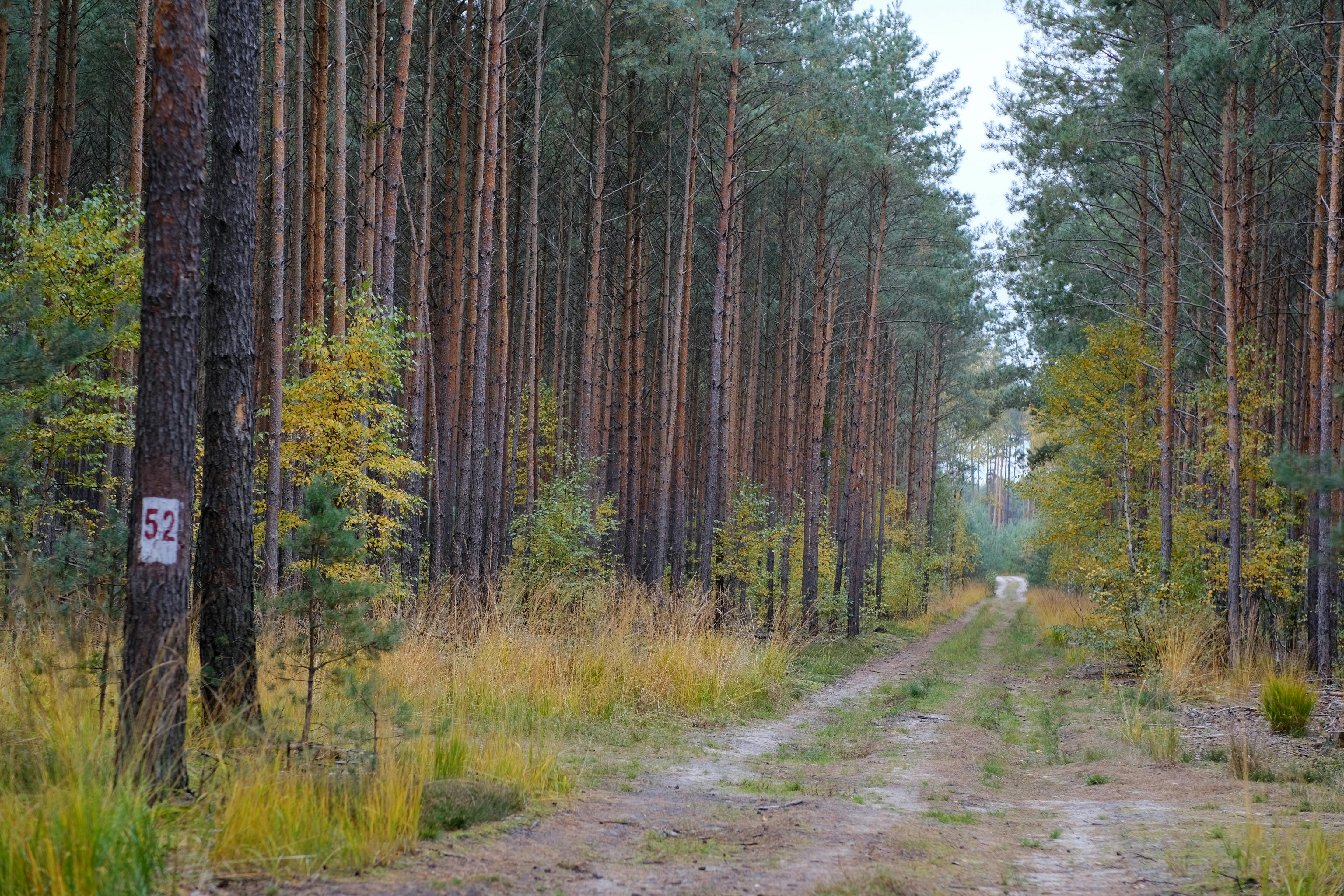 Gratuit Sentier forestier serein en automne, bordé de grands pins et de feuillages dorés. Photos