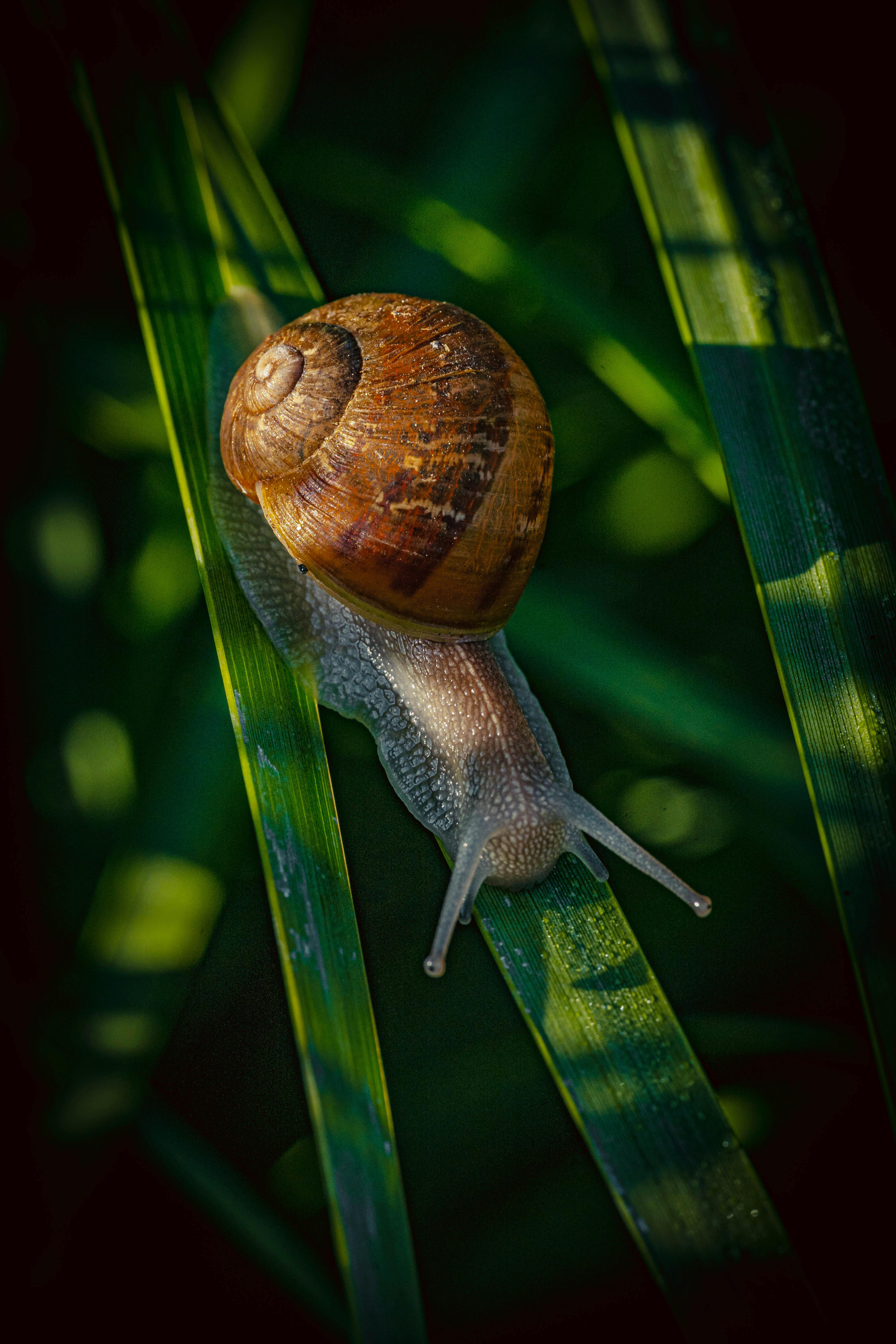 無料 エコロジー, かたつむり, カタツムリの殻の無料の写真素材 写真素材