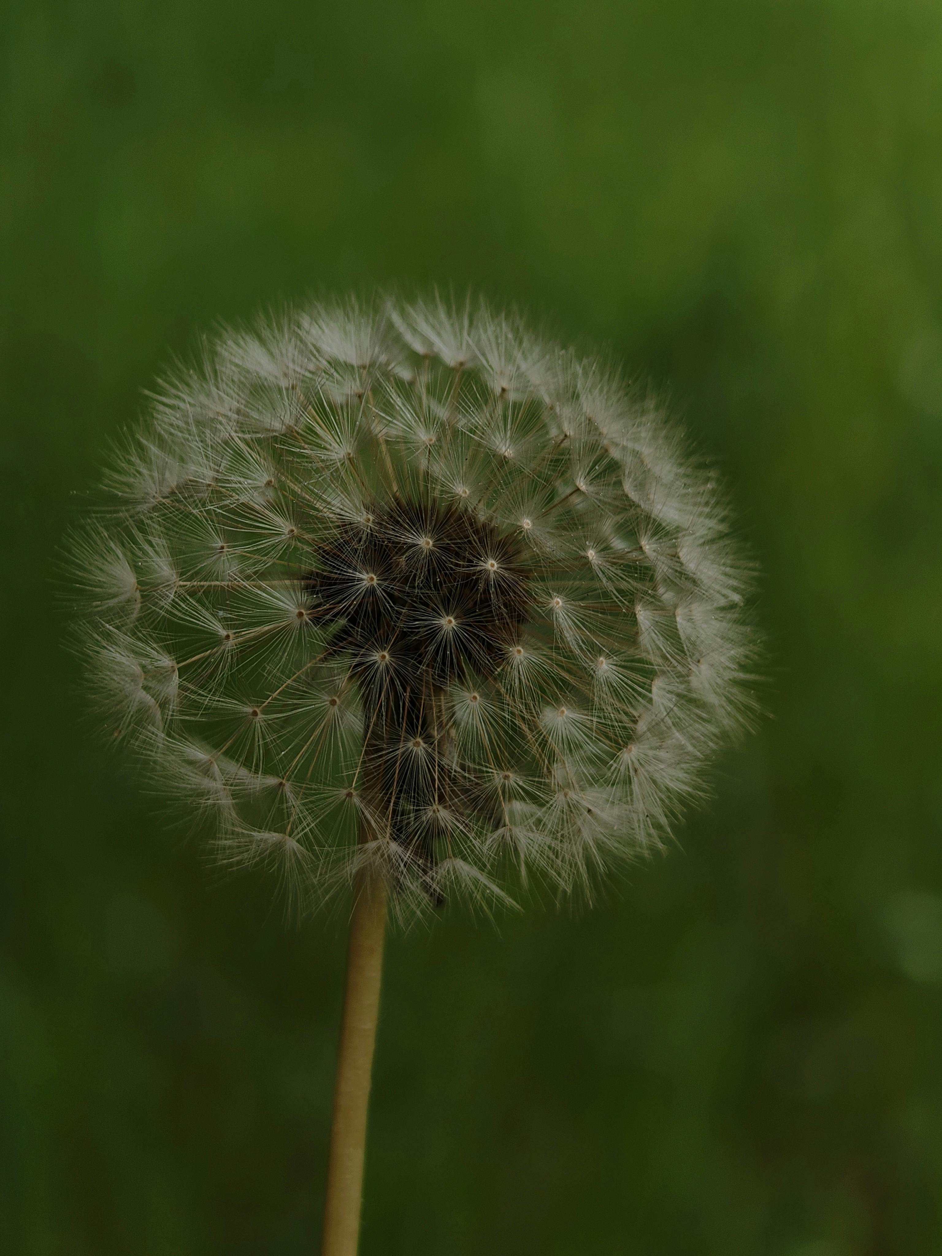Безкоштовне стокове фото на тему «@outdoor, ботаніка, ботанічний» стокове фото