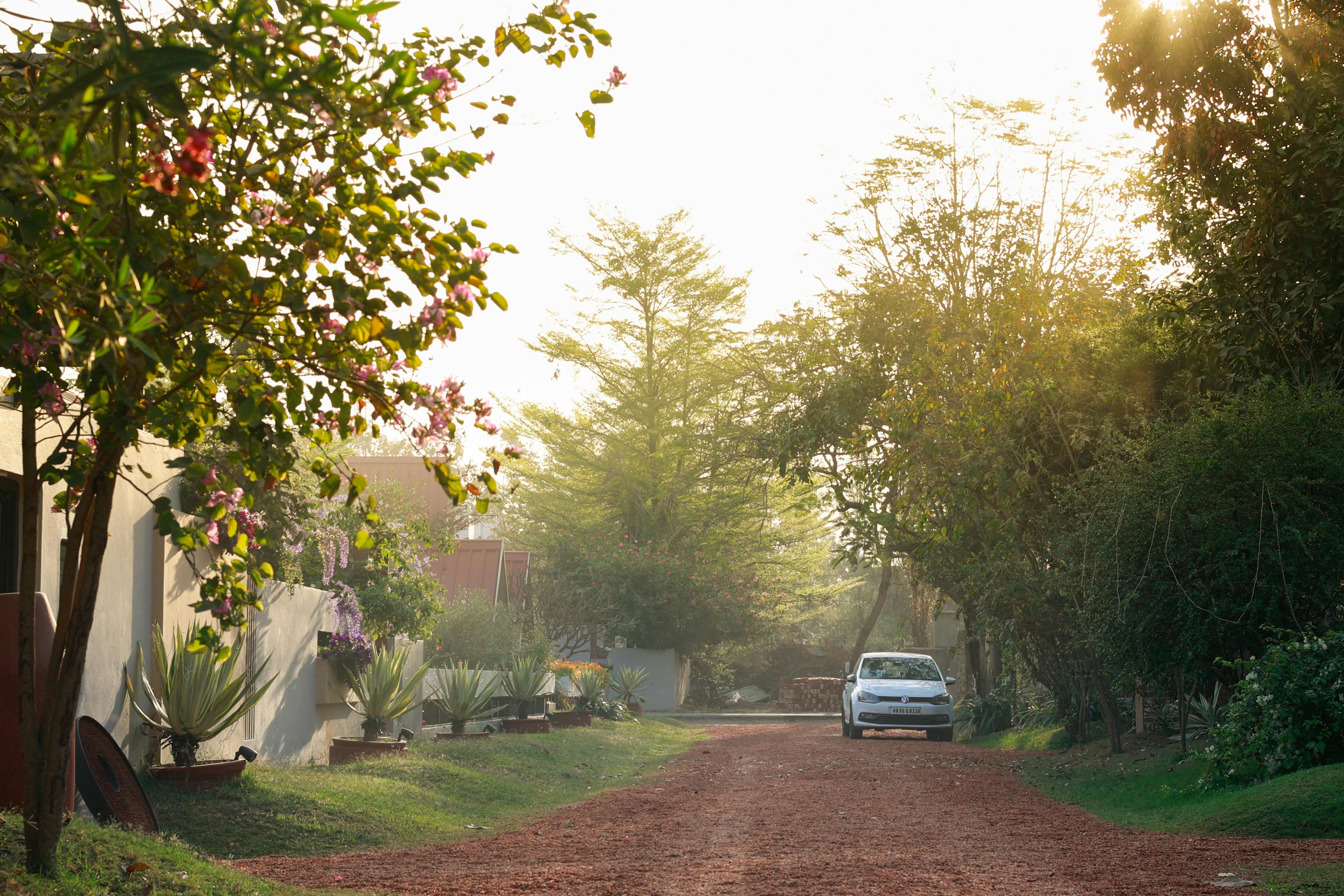 grátis Rua serena em Santiniketan, Bengala Ocidental, com a luz natural da manhã filtrando-se através de árvores exuberantes. Foto profissional