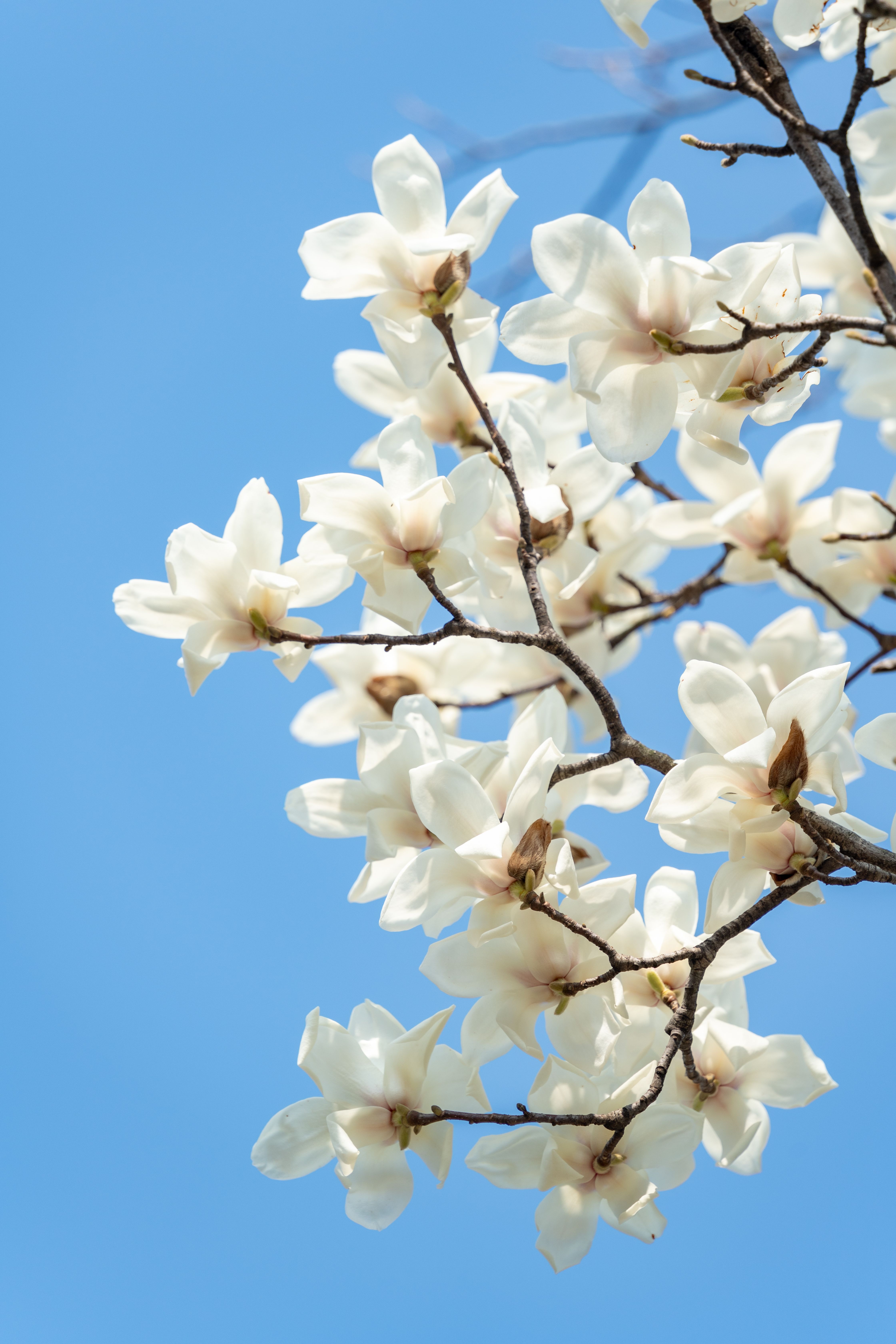 Magnolia Blossoms Against Clear Blue Sky · Free Stock Photo
