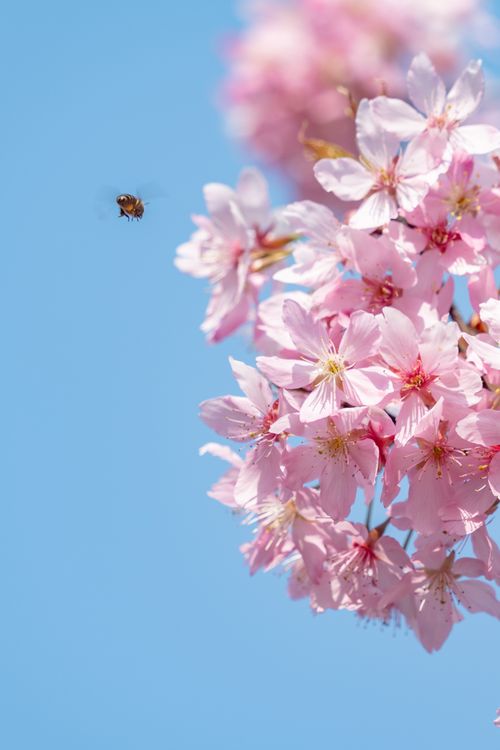 Free Pink cherry blossoms with a bee set against a clear blue sky, symbolizing spring beauty. Stock Photo