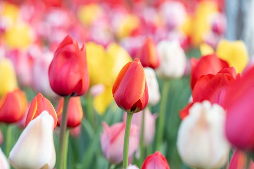 Colorful tulip field in full bloom during springtime, showcasing red, pink, yellow, and white flowers.