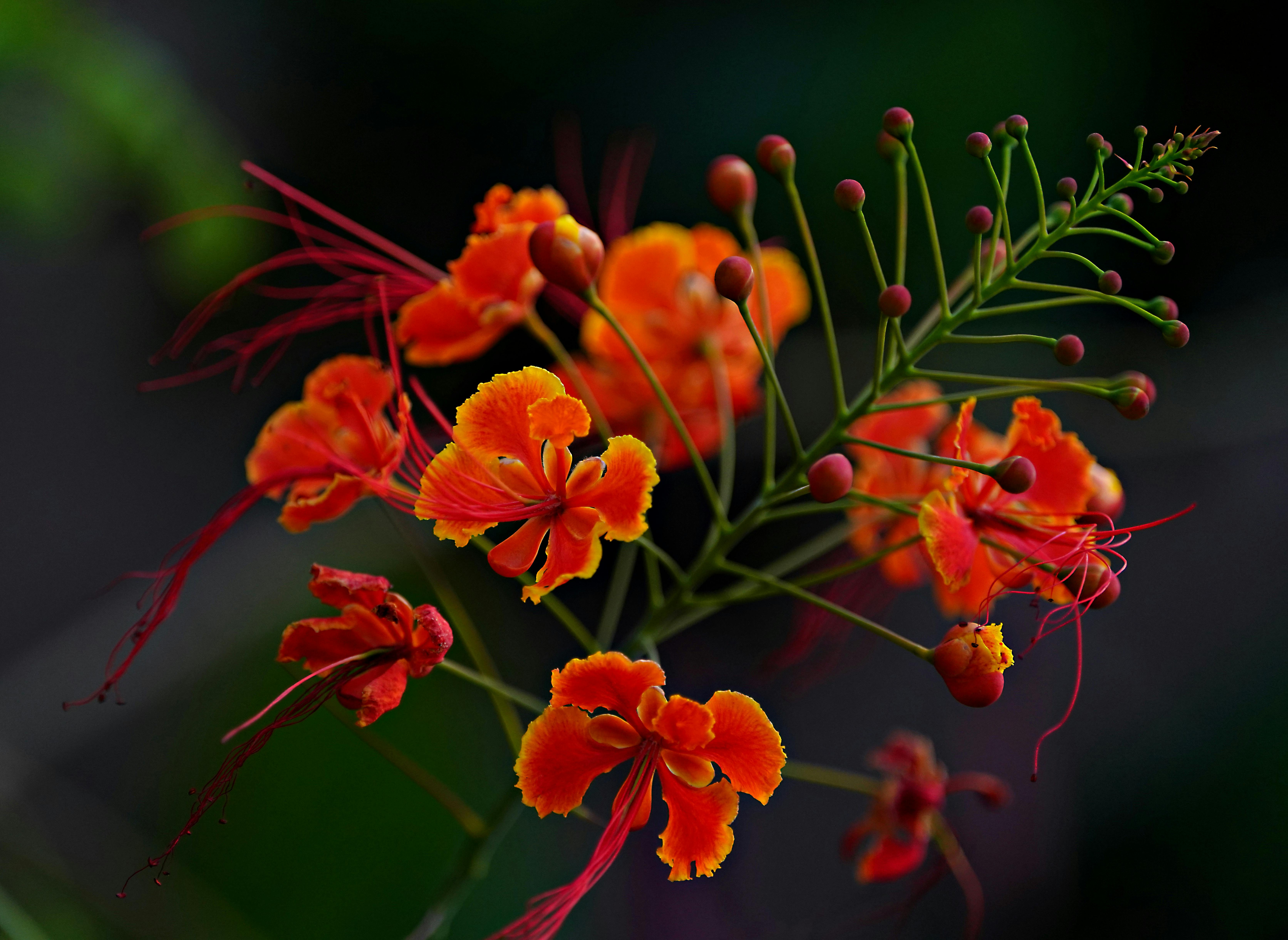 Speightstown Community Watches Cuba's Power Restoration Efforts with Regional Concern