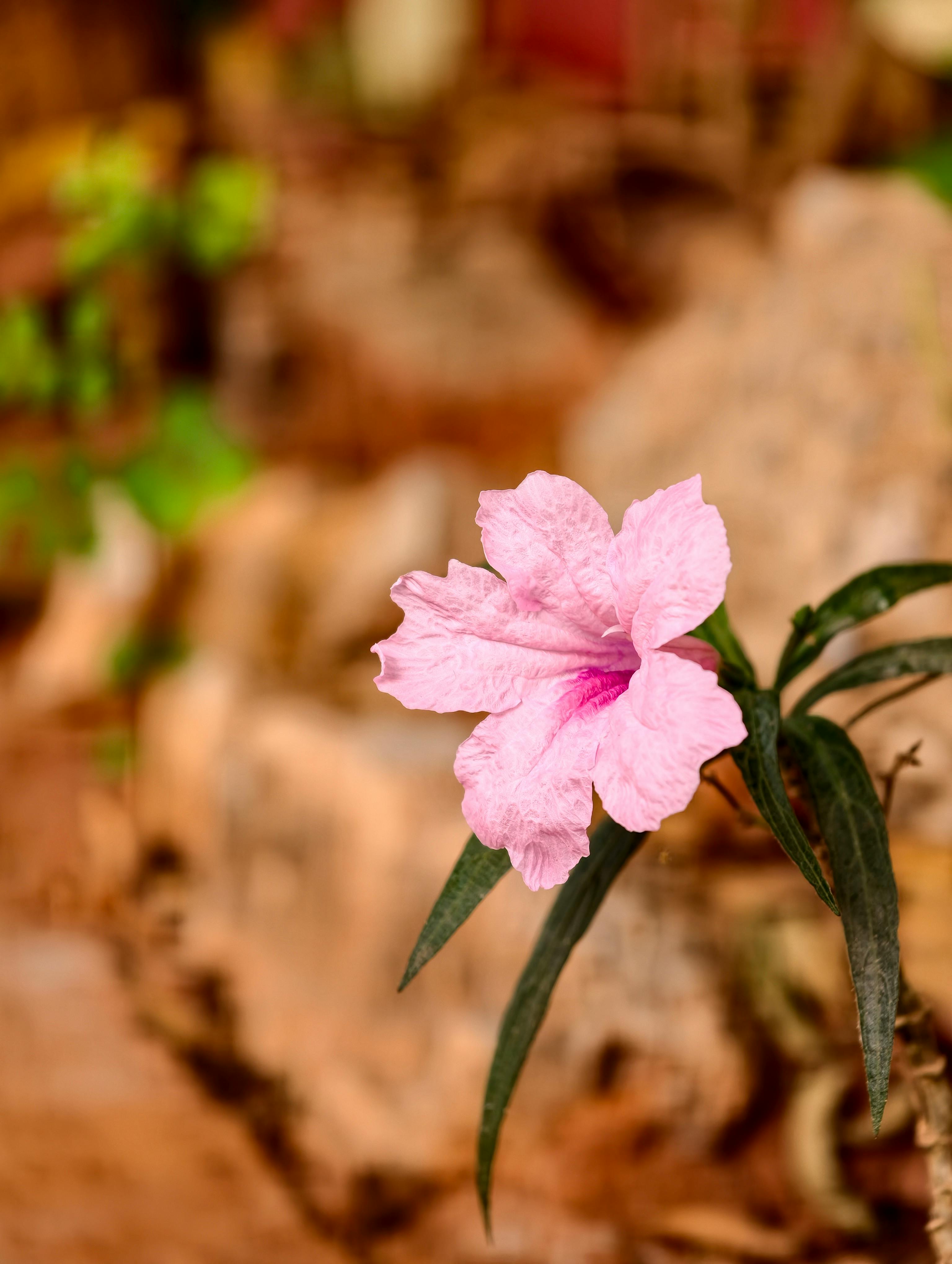 Gratuit Gros plan sur une fleur de Ruellia rose dans un cadre naturel extérieur, mettant en valeur ses pétales délicats. Photos