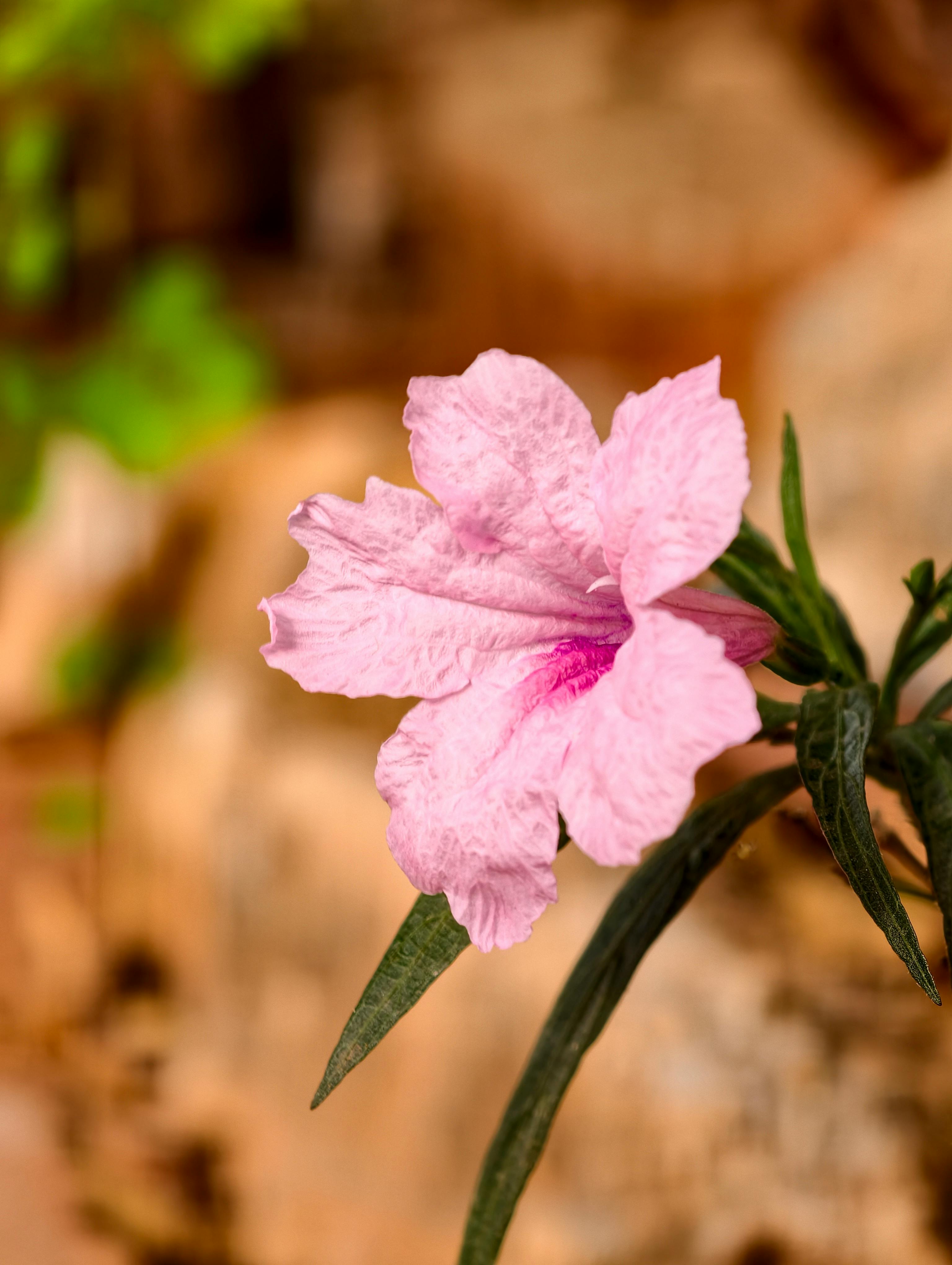 gratis Gedetailleerde close-up van een roze bloem met levendige bloemblaadjes, tegen een wazige natuurlijke achtergrond. Stockfoto
