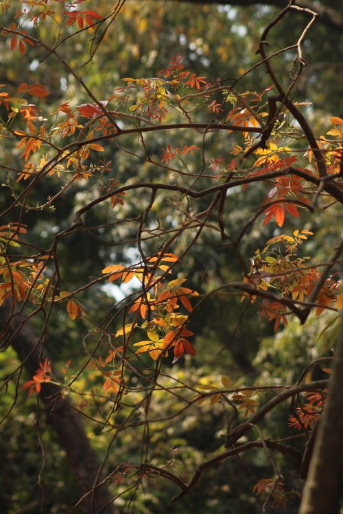 Free Serene view of colorful autumn leaves in a calm forest setting, capturing the essence of fall. Stock Photo