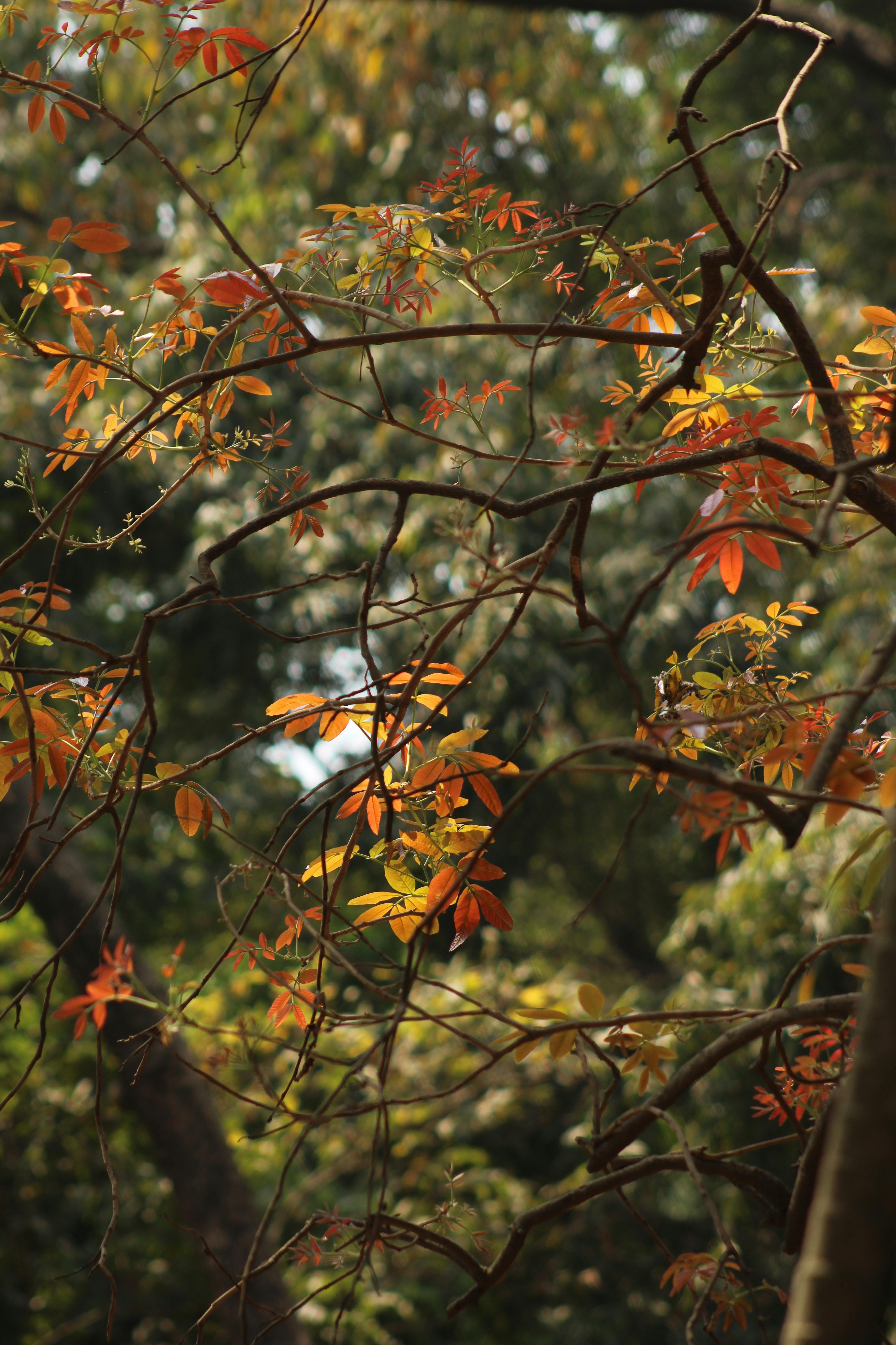 grátis Vista serena de folhas coloridas de outono em um ambiente florestal tranquilo, capturando a essência do outono. Foto profissional