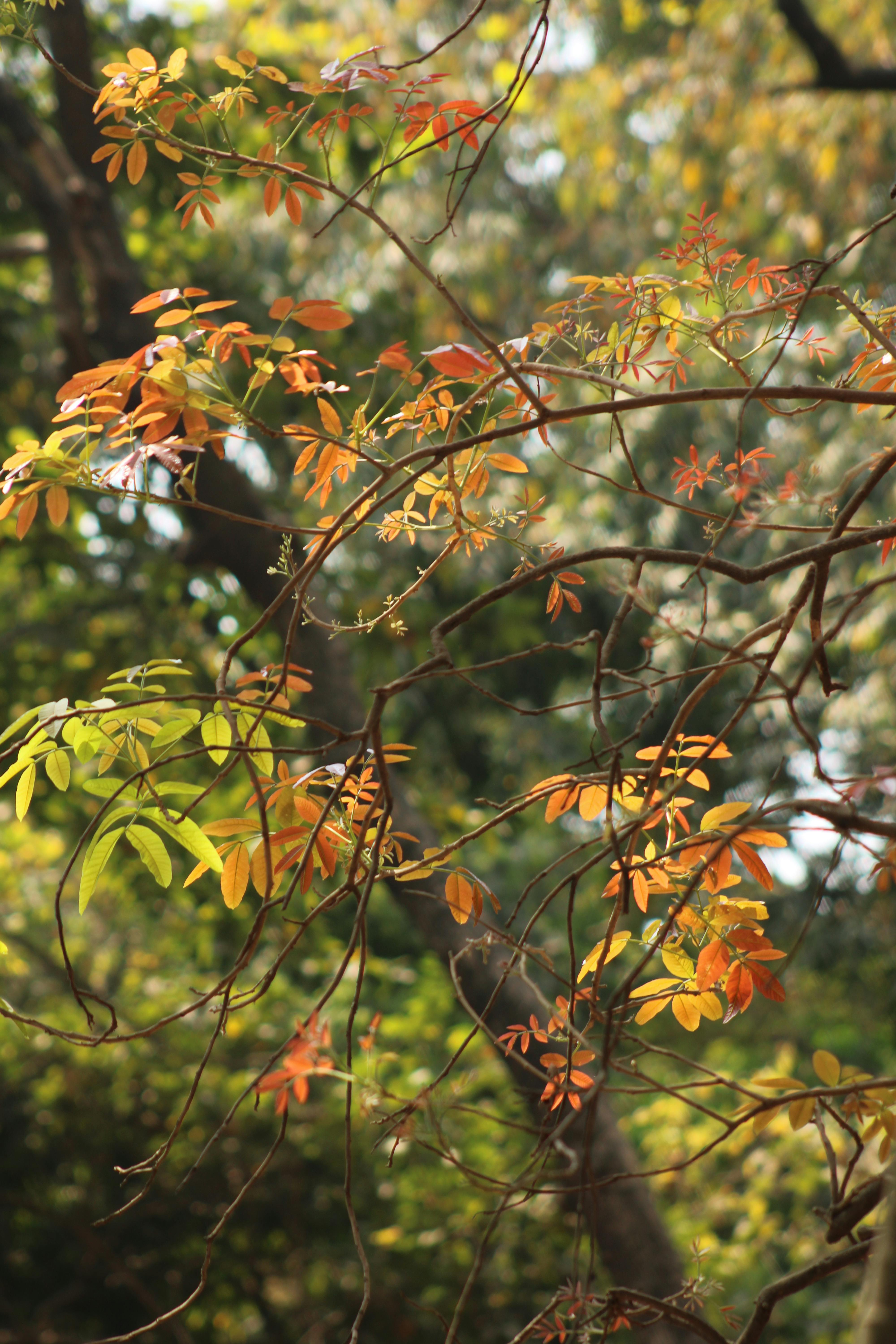 Gratis Primer plano de coloridas hojas otoñales con un bosque iluminado por el sol de fondo. Foto de stock