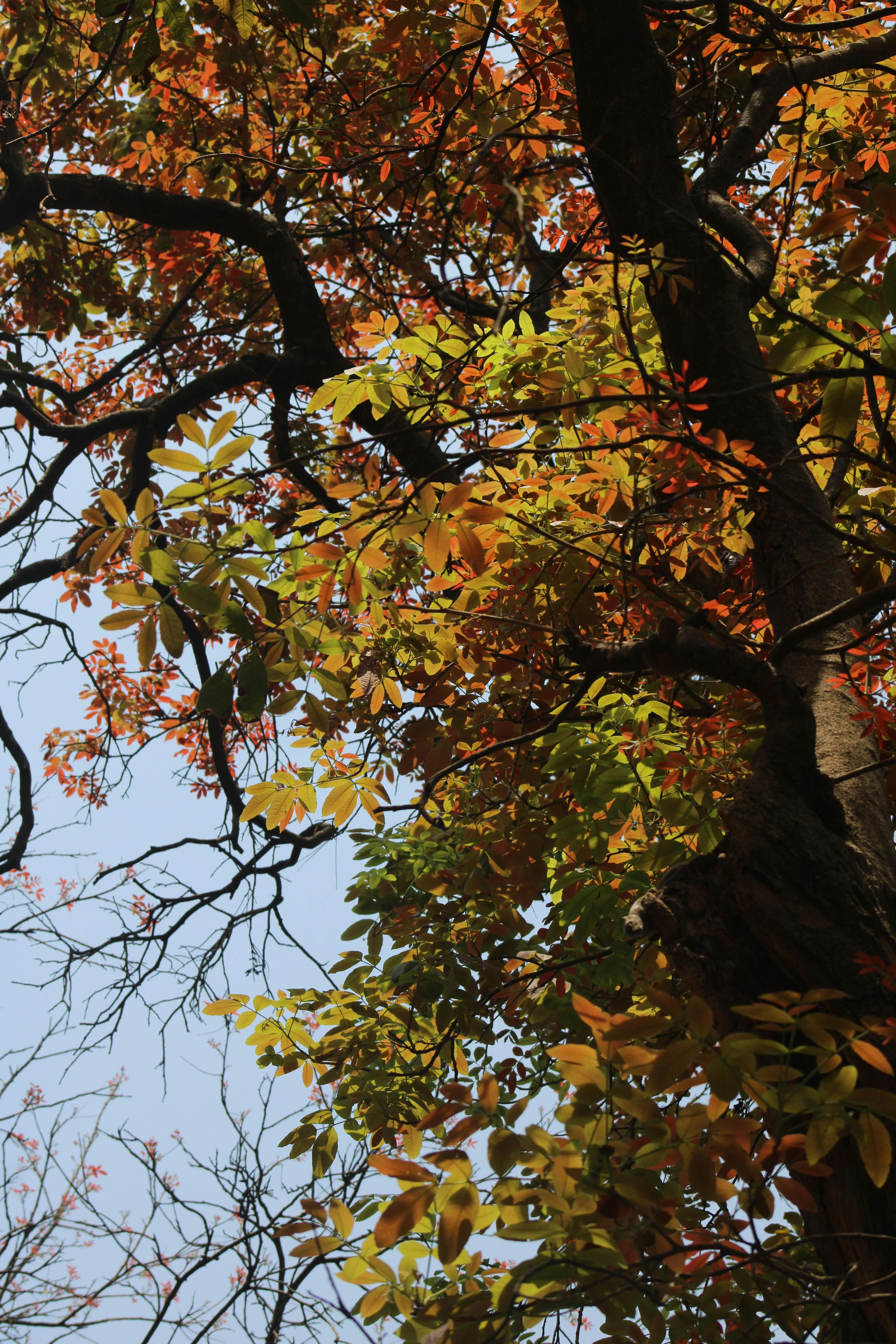 grátis Folhas vibrantes de outono nos galhos das árvores sob um céu azul límpido. Foto profissional