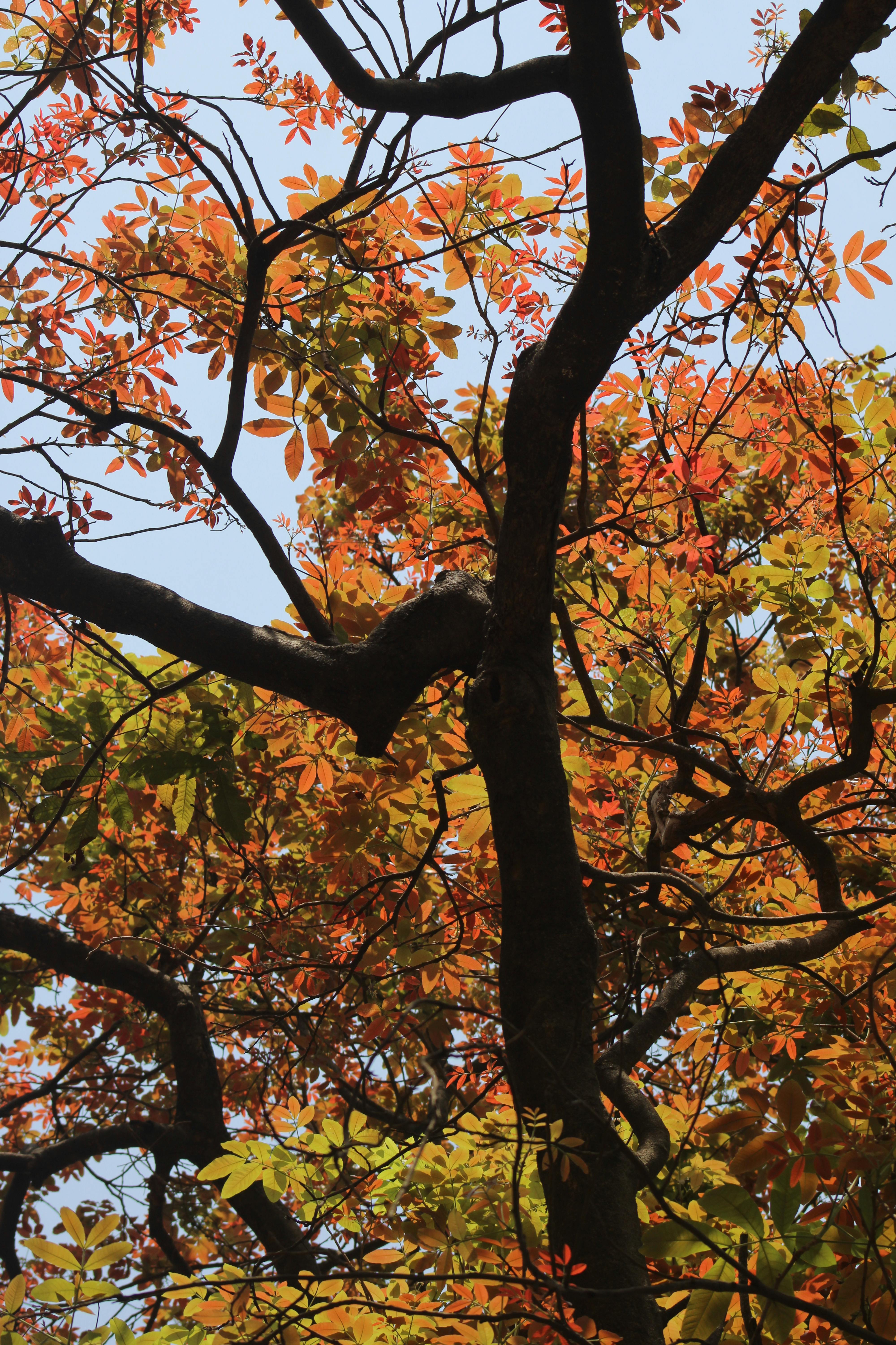 gratis Heldere herfstbladeren tegen een heldere hemel, die de levendige kleuren van de natuur in de herfst prachtig laten zien. Stockfoto