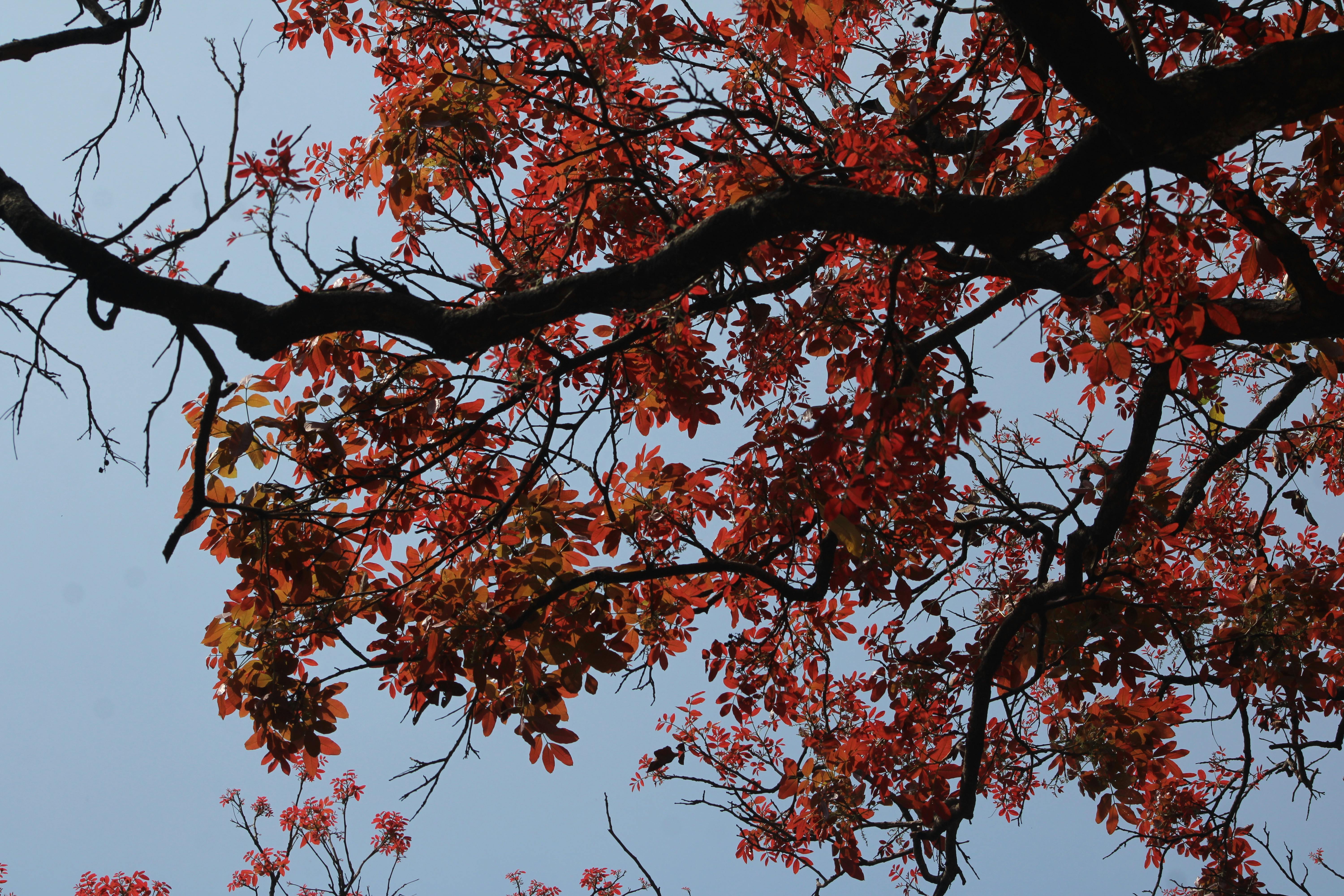 Kostenlos Wunderschöne Zweige mit roten Blättern vor einem klaren blauen Herbsthimmel. Stock-Foto