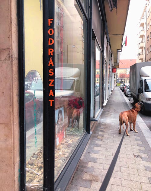 Foto d'estoc gratuïta de bullmastiff, caminant pel carrer, caminar