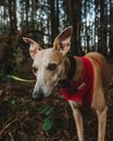 一只敏锐的惠特罗犬穿着红色挽具，目光专注地探索着森林
