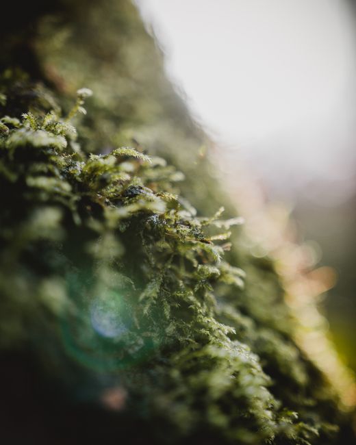 Close-up view of moss growing on a tree, highlighting nature's intricate details.
