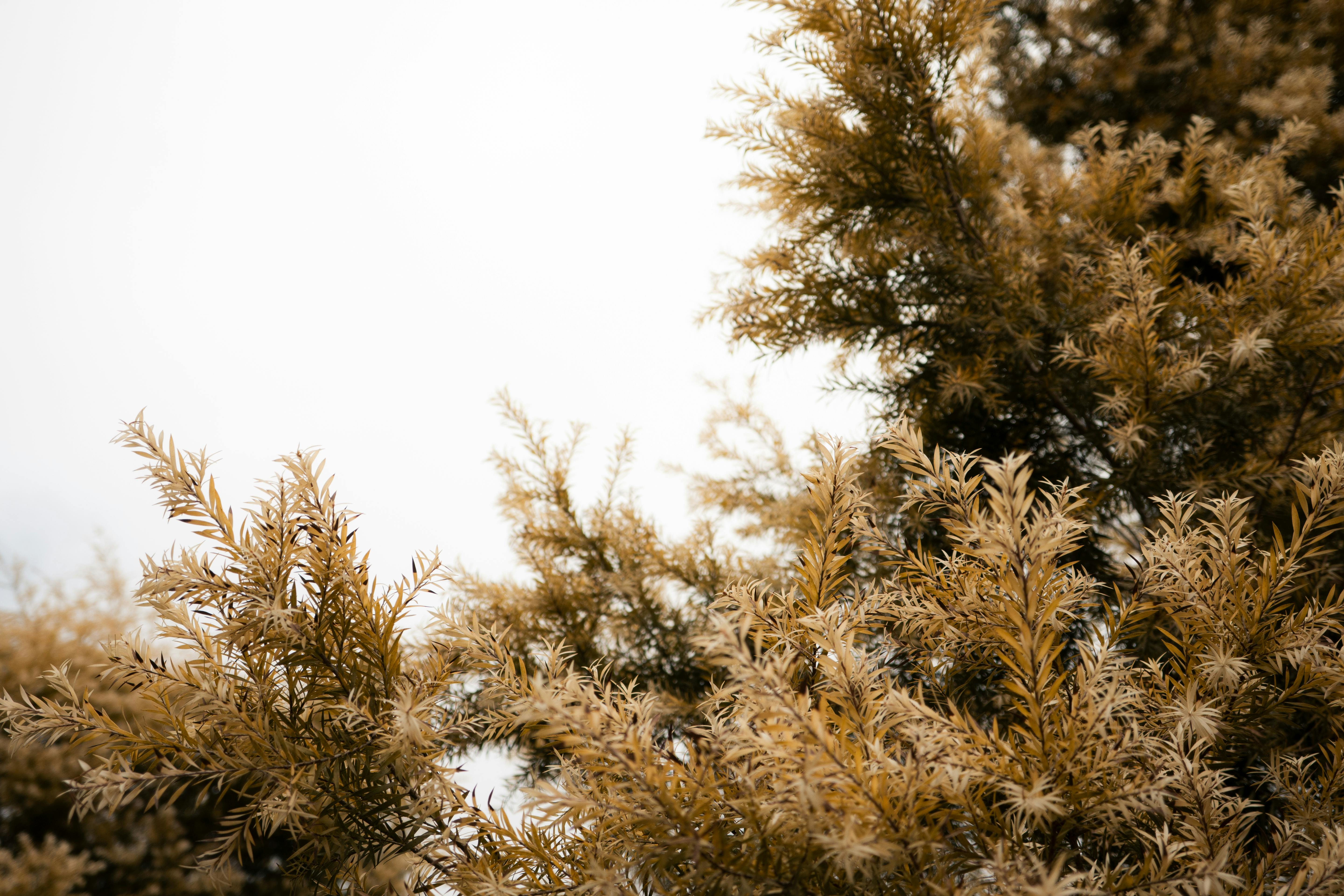Zadarmo Bohaté zlaté lístie na pozadí jasnej jesennej oblohy zachytáva podstatu taiwanskej prírody. Fotka z fotobanky