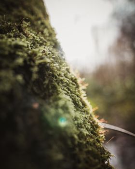 A detailed close-up of vibrant green moss on a tree trunk, with soft sunlight filtering through.