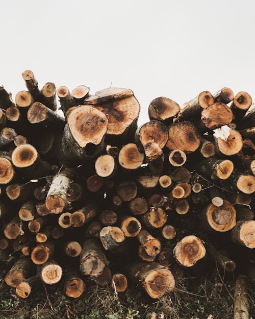 Základová fotografie zdarma na téma dřevěná polena, dřevo, hromada