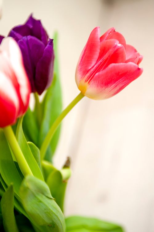 Free Colorful tulips in full bloom captured in a bright and vibrant composition. Stock Photo