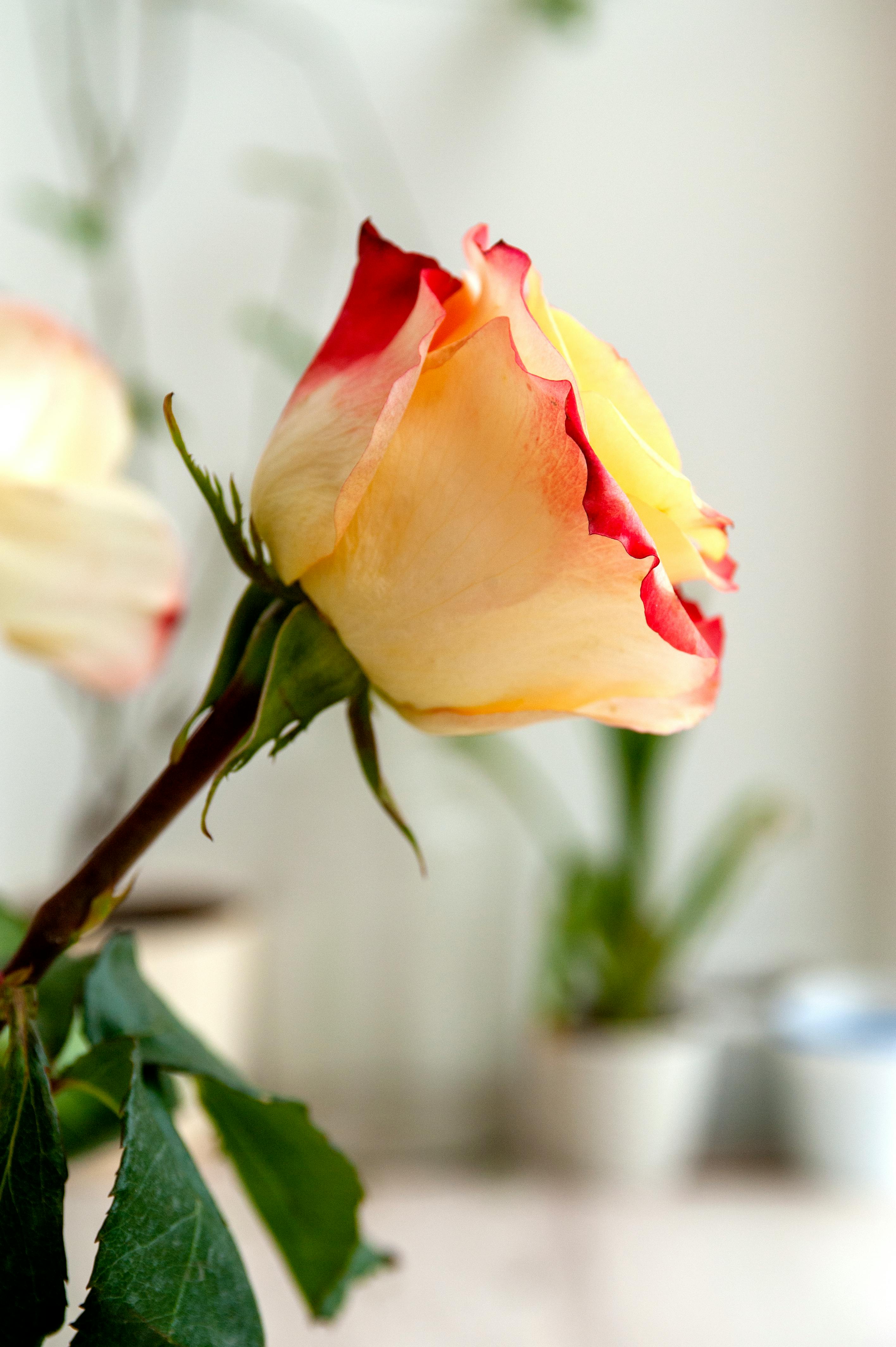 bezplatná Základová fotografie zdarma na téma barevný, bicolor růže, botanický Základová fotografie