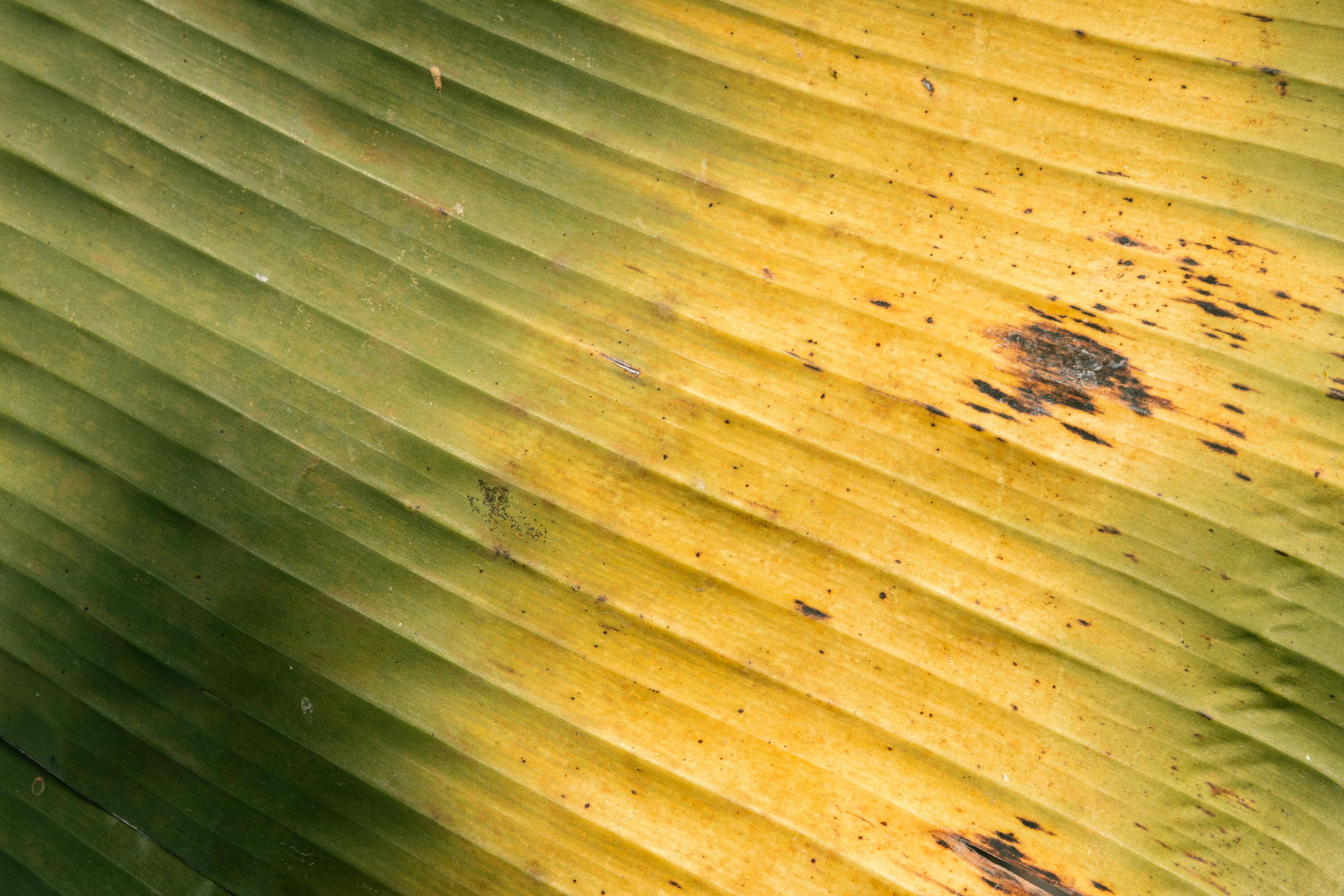 Безкоштовне Детальне зображення крупним планом, що демонструє природну текстуру та кольори бананового листка. стокове фото