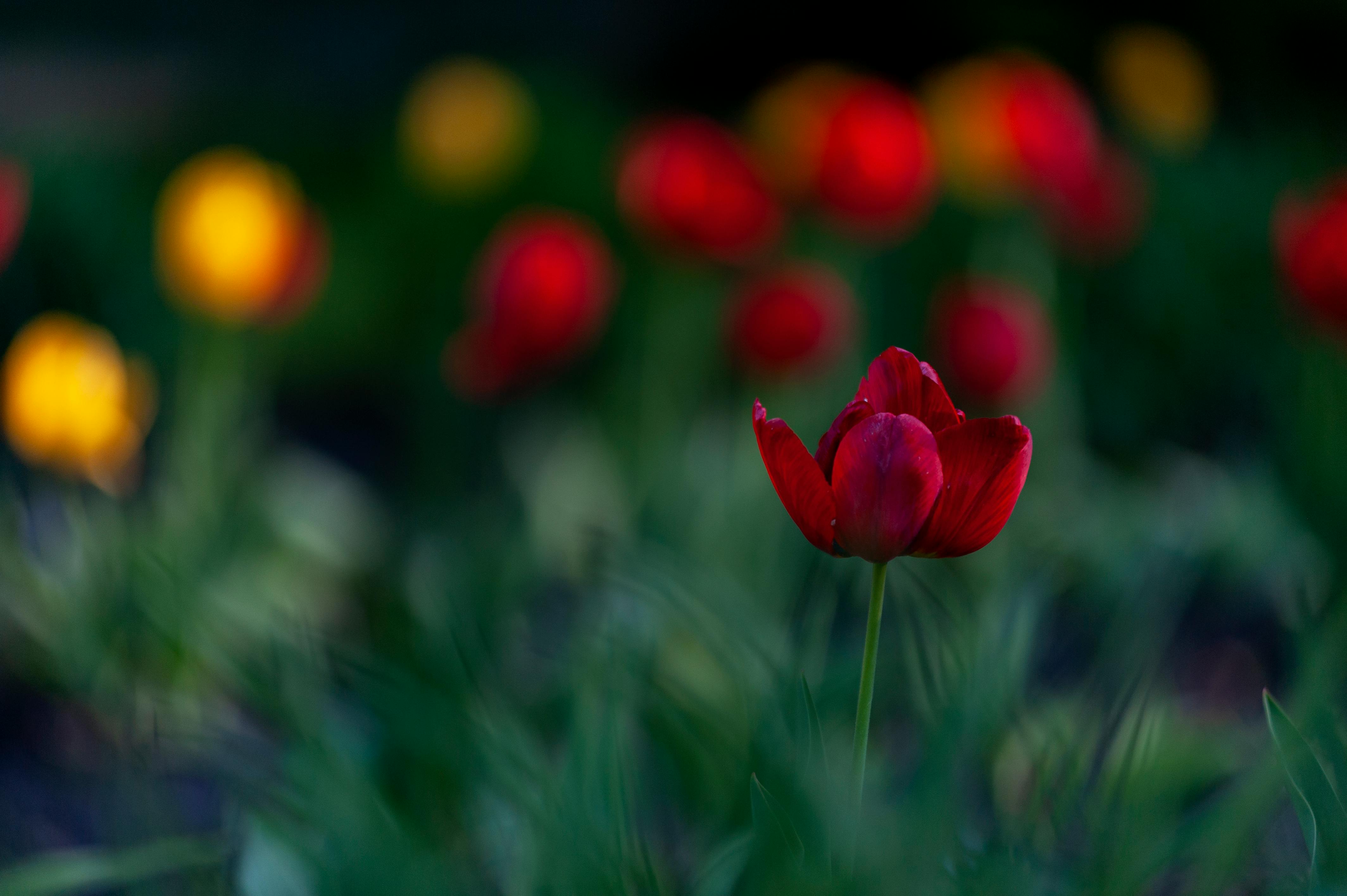 Miễn phí Ảnh cận cảnh những bông hoa tulip đỏ rực rỡ trên nền xanh và vàng mờ ảo. Ảnh lưu trữ