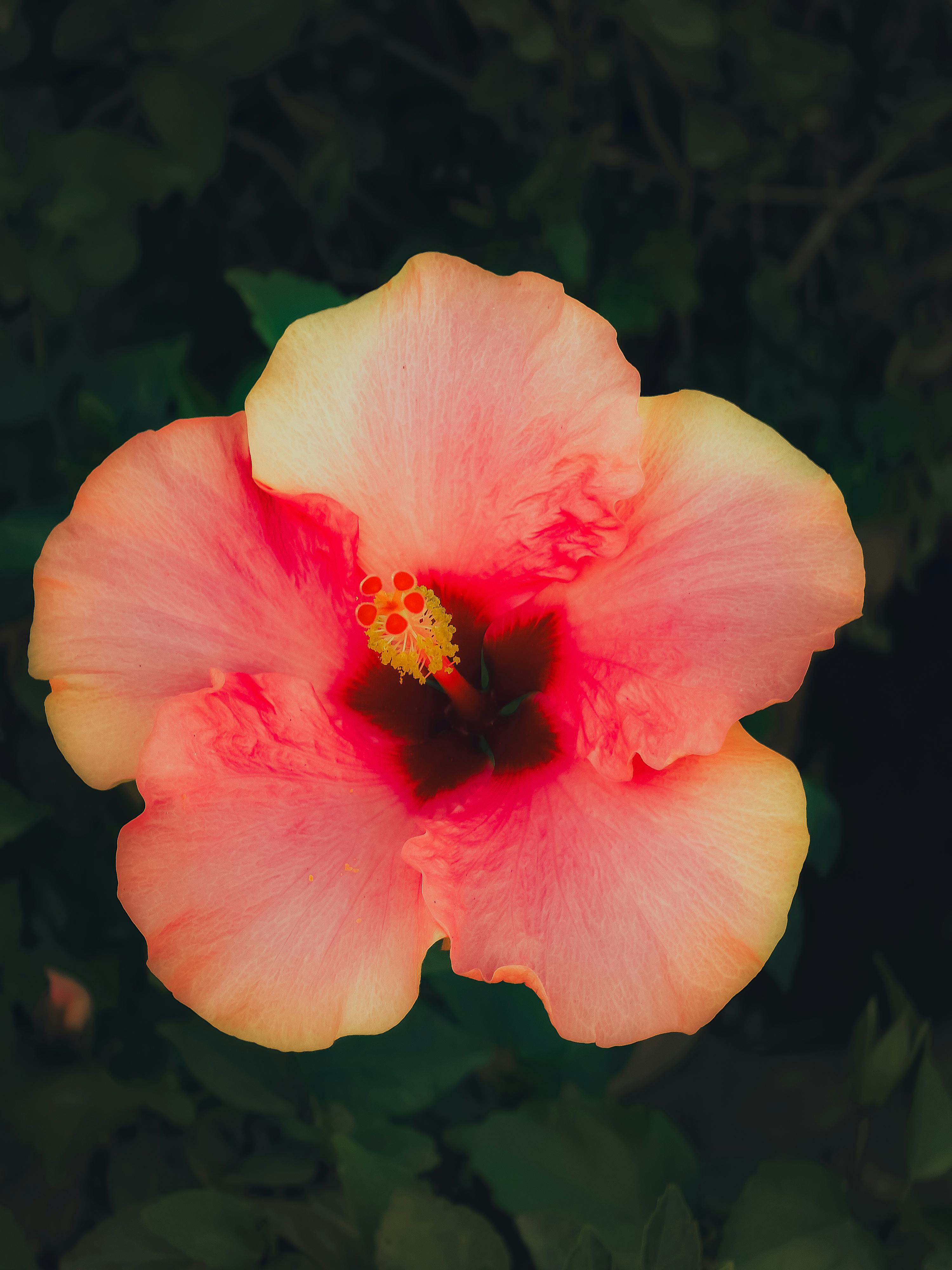 bezplatná Detail zářivě růžového květu ibišku s bujnými okvětními lístky a výraznou tyčinkou, který zdůrazňuje přírodní krásu. Základová fotografie