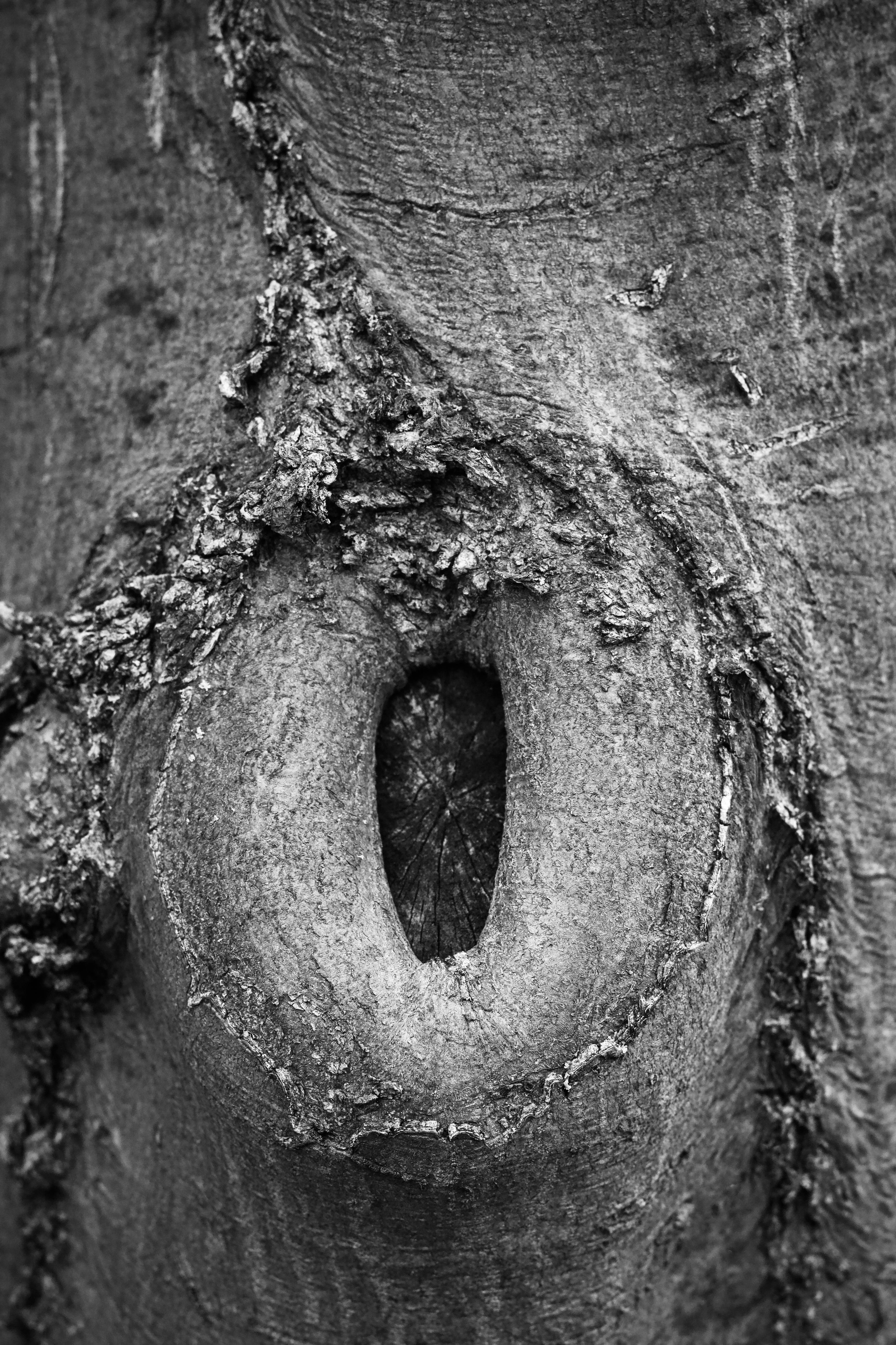 Kostnadsfria Svartvitt fotografi av en naturlig trädknuta med texturerad bark. Stock foto