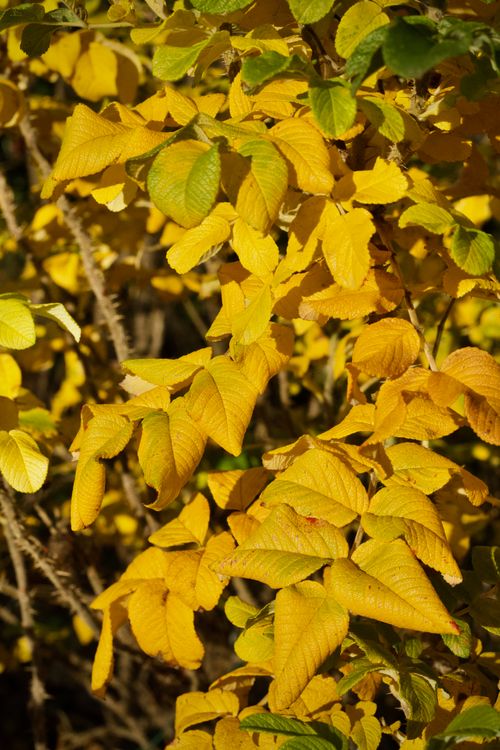 Free Close-up of vibrant yellow autumn leaves illuminated by sunlight. Stock Photo