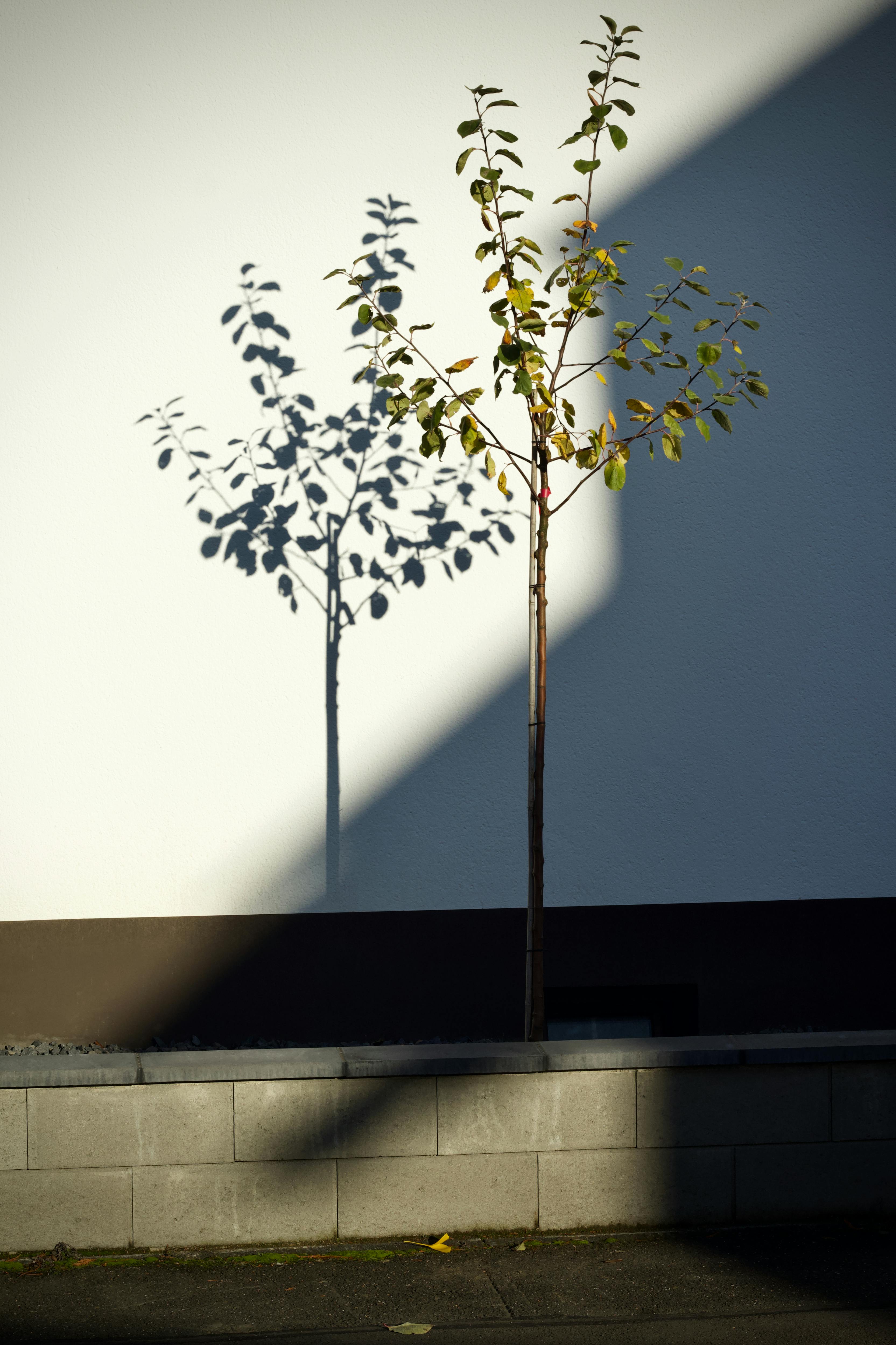 ฟรี คลังภาพถ่ายฟรี ของ กลางวัน, กลางแจ้ง, การถ่ายภาพ คลังภาพถ่าย