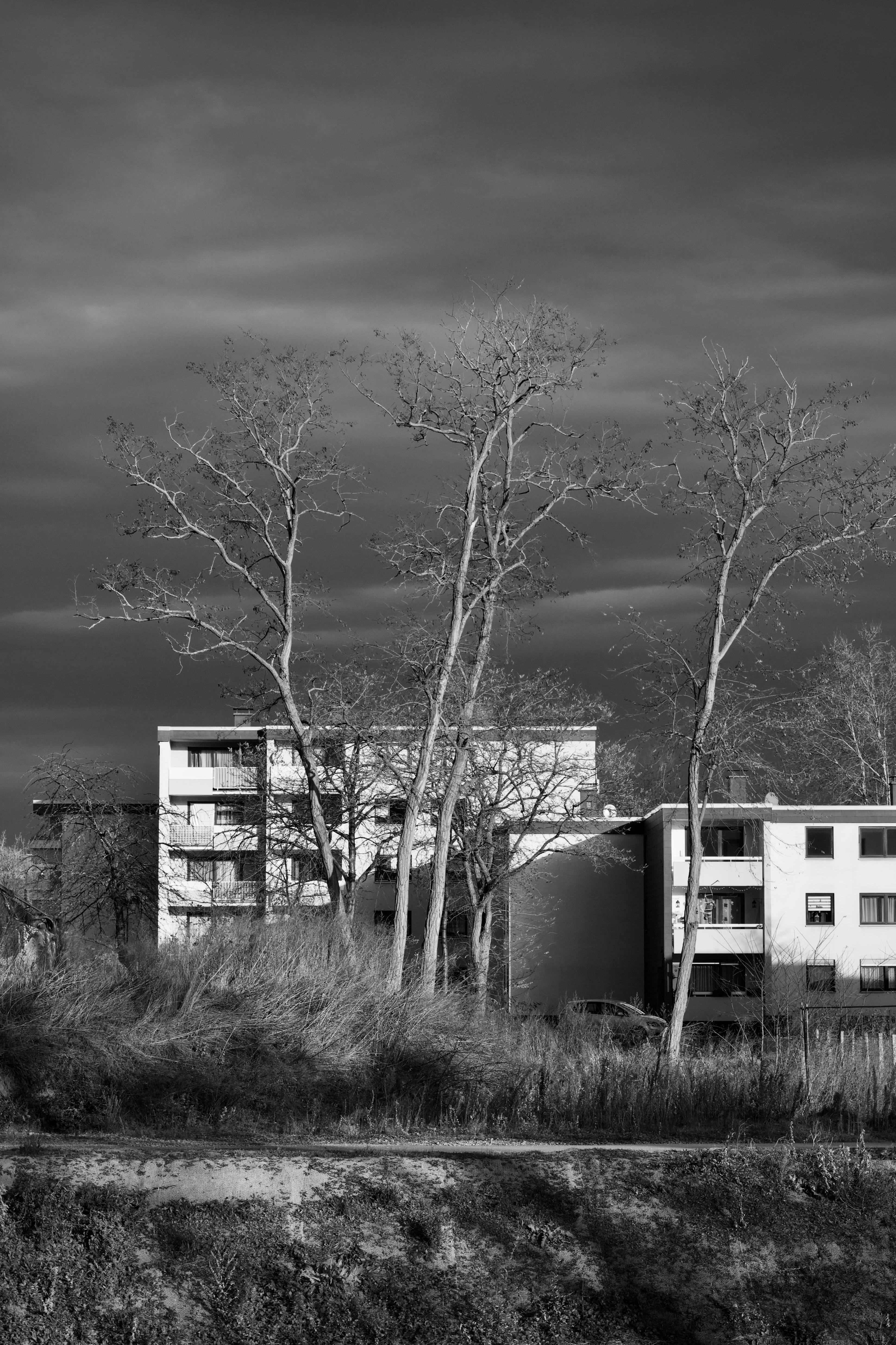 무료 키 큰 앙상한 나무들과 현대적인 건물들이 대조를 이루며 흐린 하늘 아래 펼쳐진 인상적인 도시 풍경. 스톡 사진