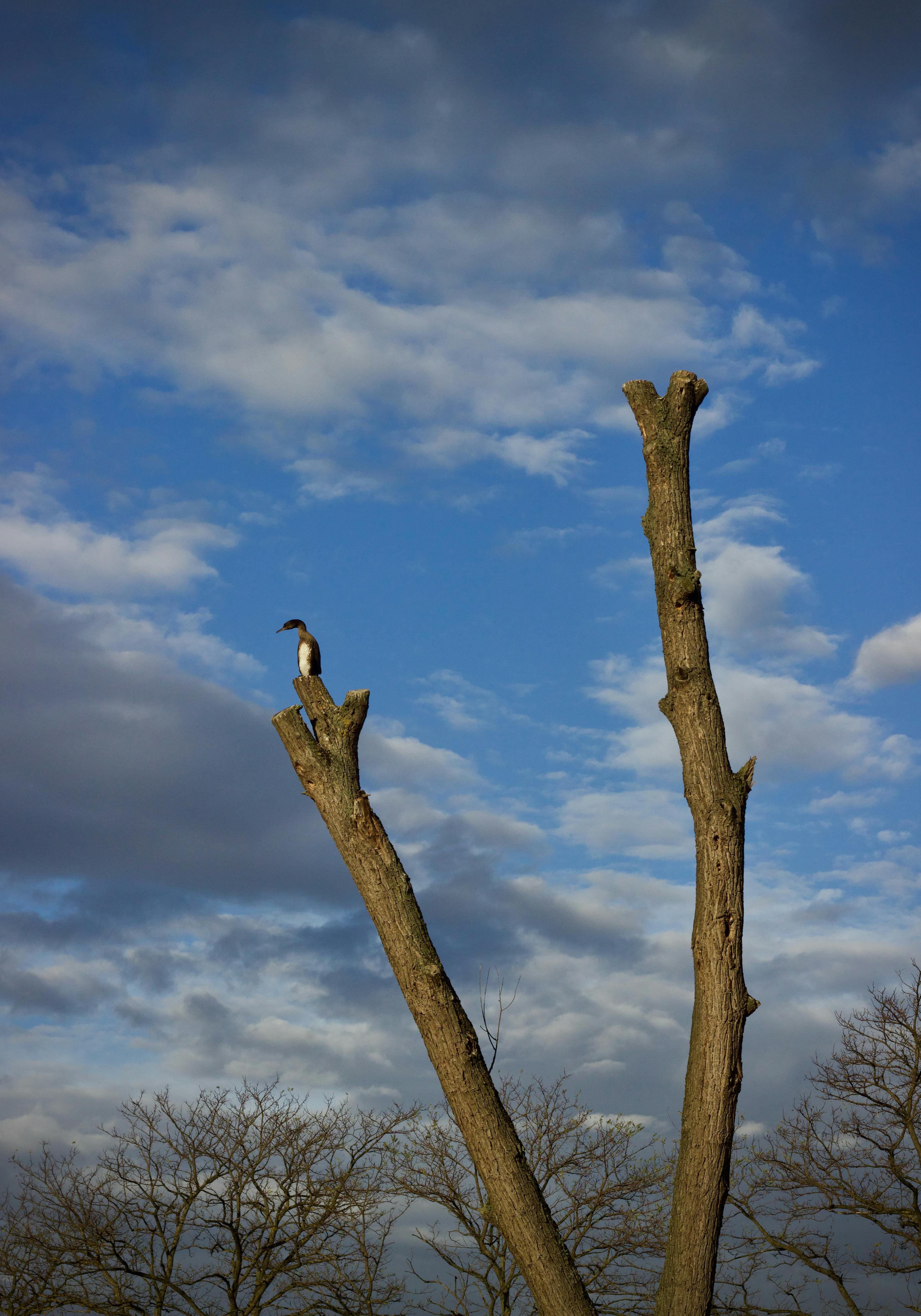 Free A lone bird perched on a leafless tree under a blue sky with clouds. Stock Photo