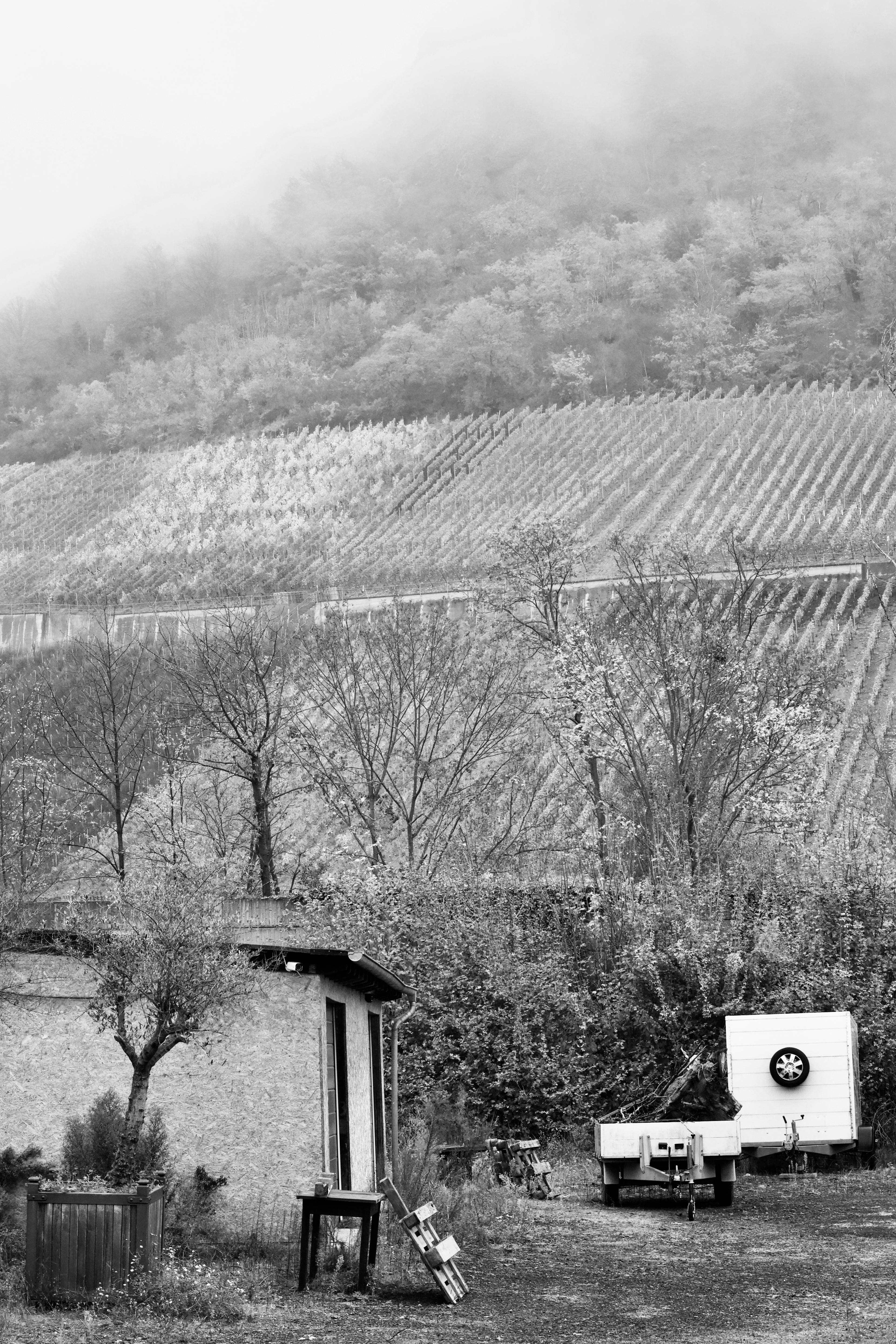 Gratis Paisaje brumoso de viñedos en blanco y negro, que resalta la sencillez rural. Foto de stock