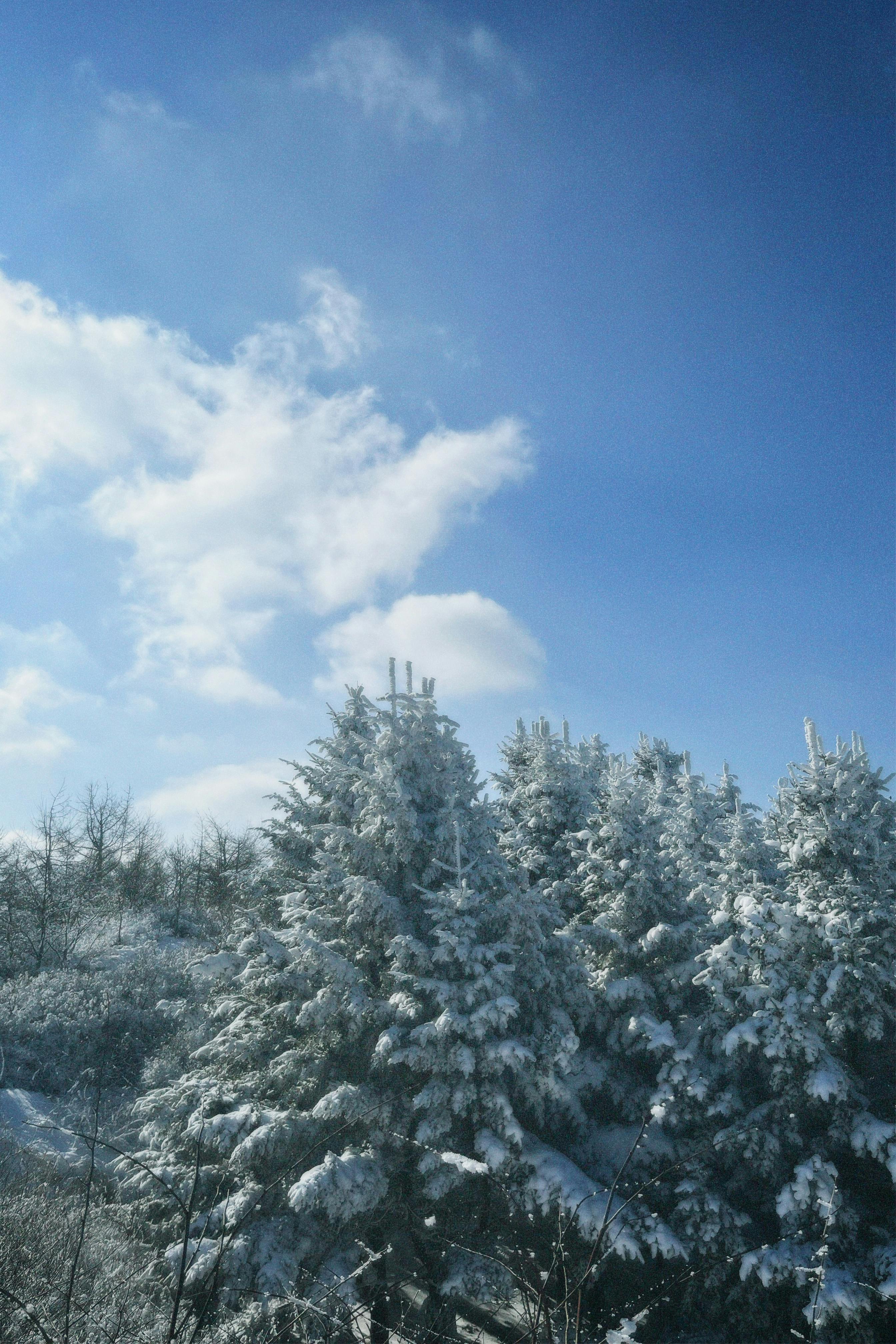 gratis Prachtige, met sneeuw bedekte dennenbomen tegen een helderblauwe hemel in Gyeongsangnam-do, Zuid-Korea. Stockfoto