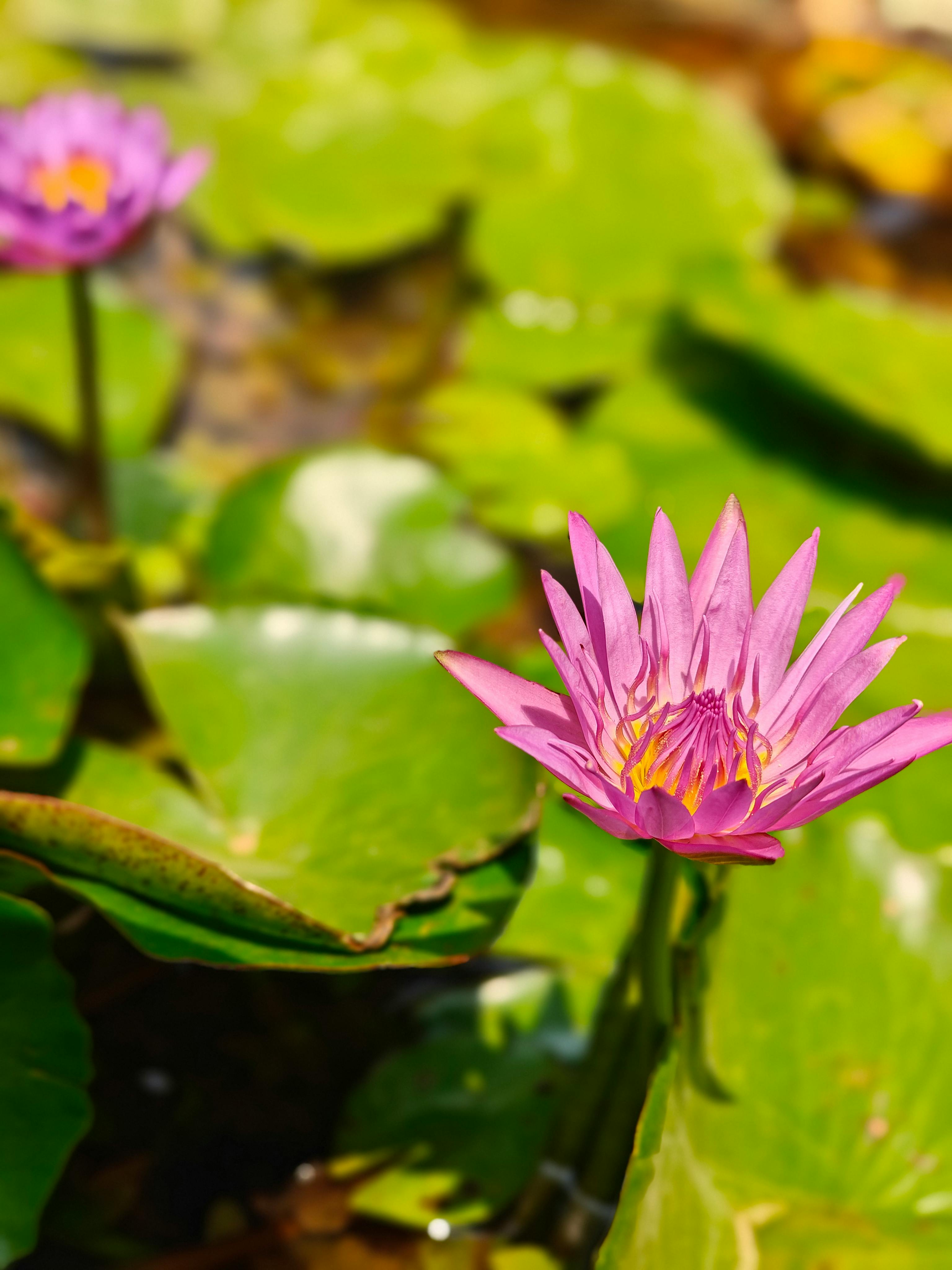 grátis Uma deslumbrante vitória-régia rosa desabrochando em meio a exuberantes folhas verdes de nenúfares em um lago tranquilo. Foto profissional