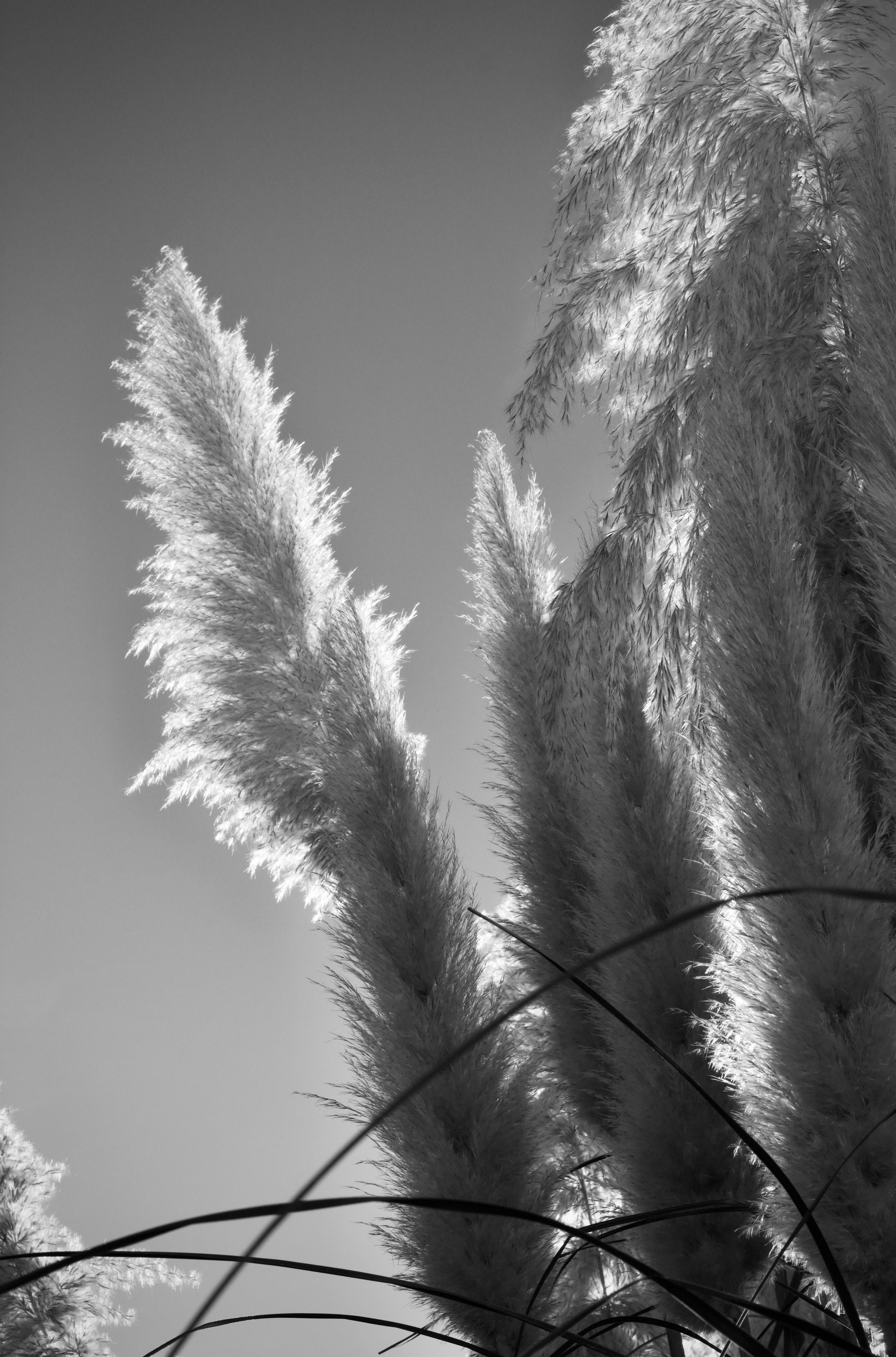 Miễn phí Ảnh nghệ thuật đen trắng chụp cỏ pampas dưới bầu trời trong xanh, tạo nên sự tương phản ấn tượng. Ảnh lưu trữ