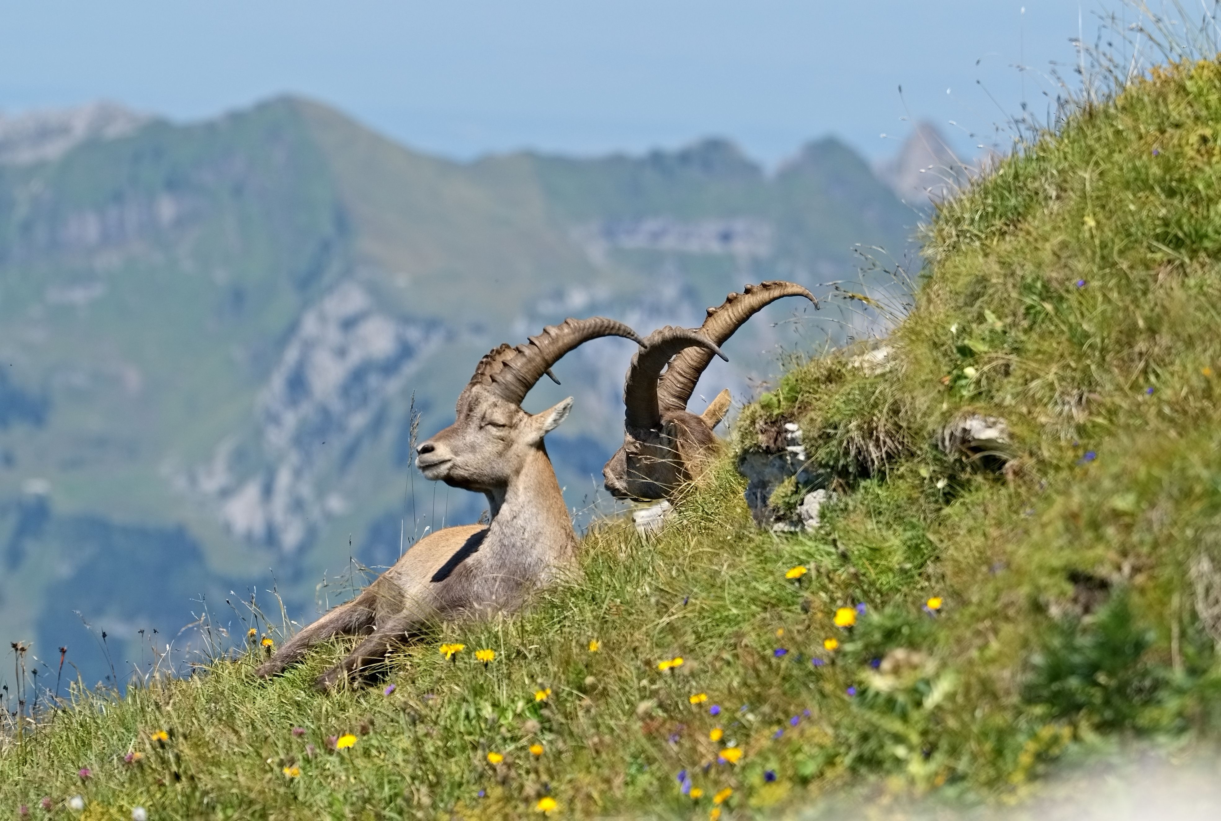 Réserve Naturelle de Contamines-Montjoie
