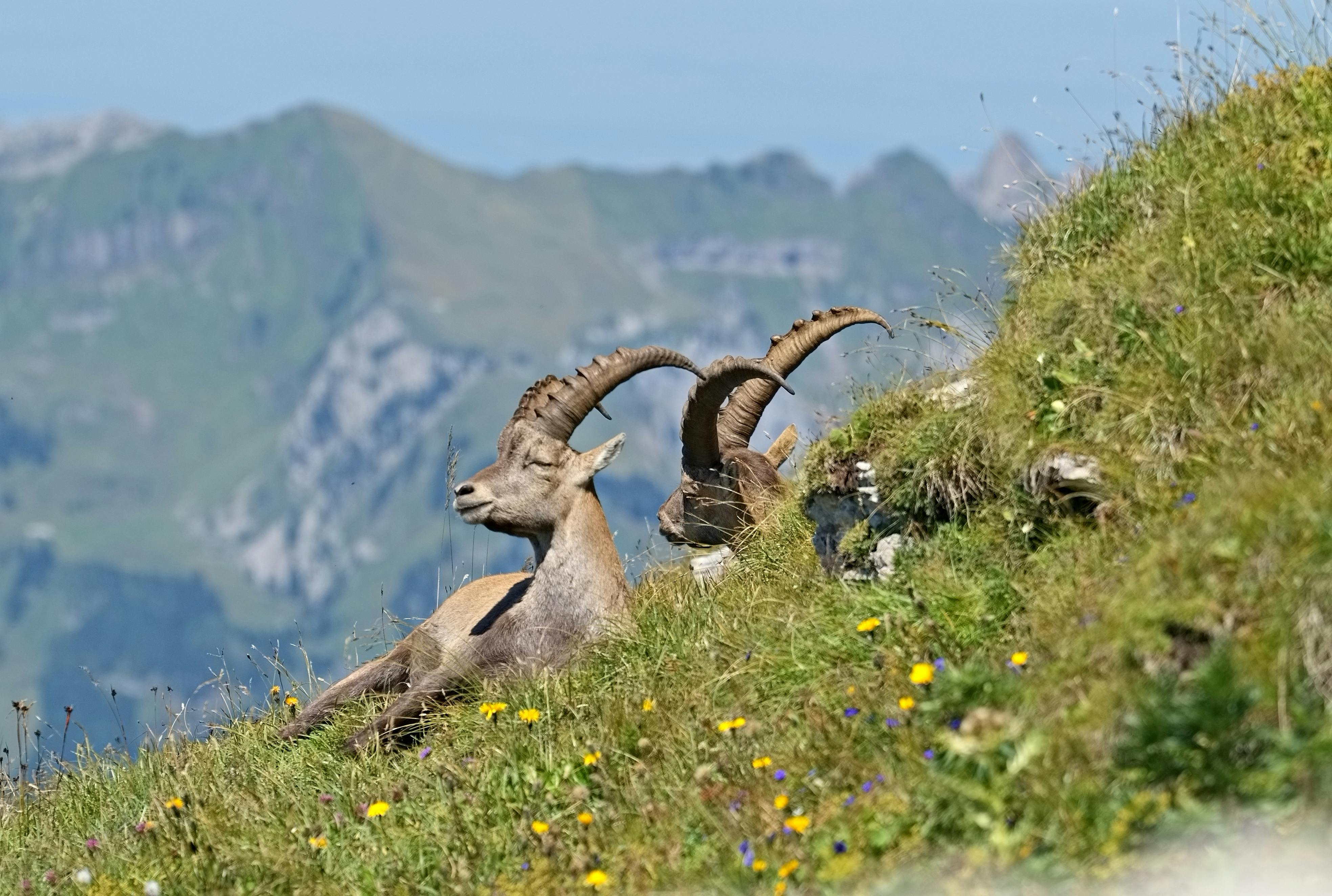 Gratis Due stambecchi alpini riposano in un prato erboso con fiori selvatici dai colori vivaci e uno sfondo montuoso. Foto a disposizione