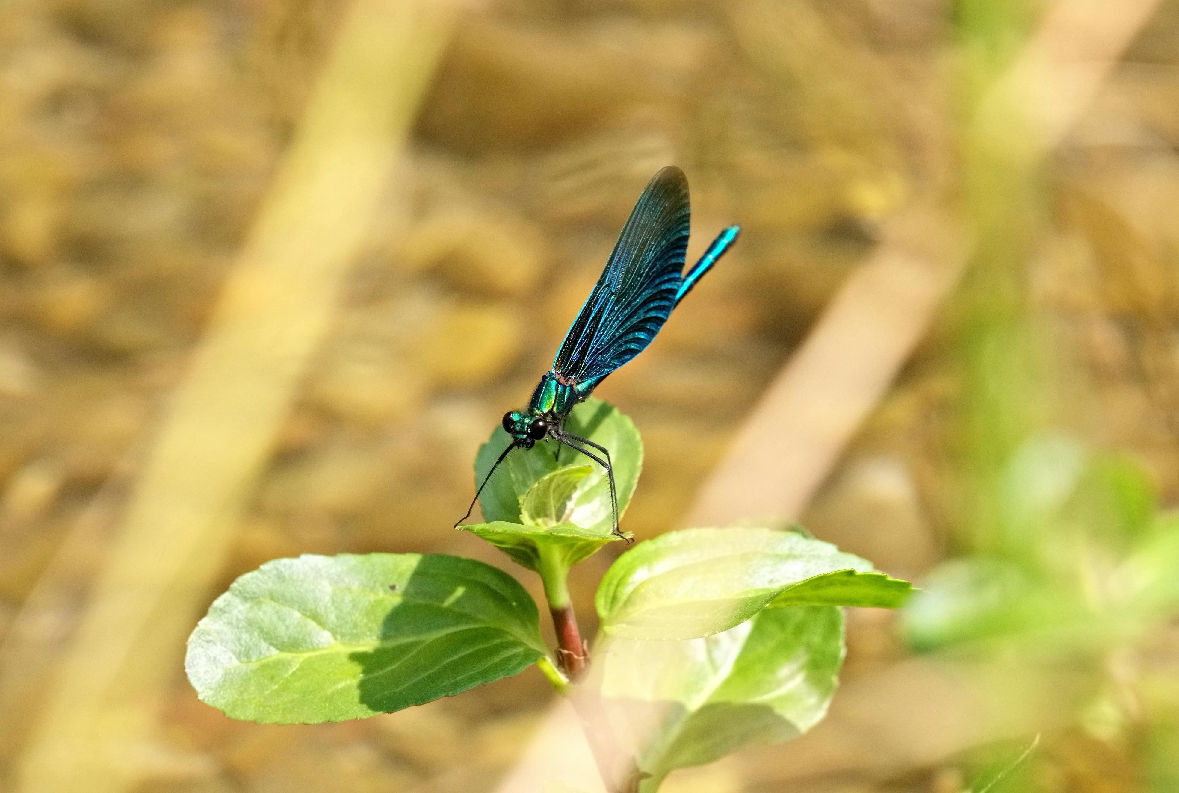 Gratis Una libellula blu brillante posata su una rigogliosa foglia verde in un ambiente naturale. Scattata alla luce del giorno, mette in risalto i dettagli anatomici dell'insetto. Foto a disposizione