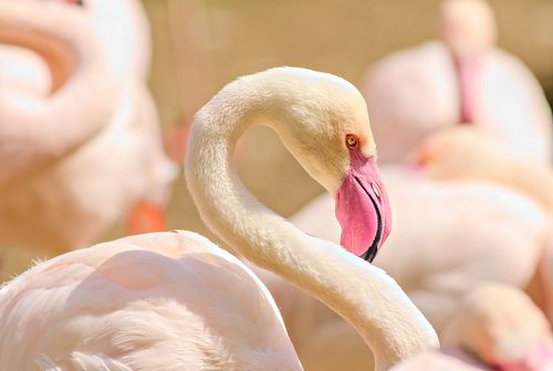 Free A close-up shot of a flamingo with soft pink feathers and a vibrant background. Stock Photo