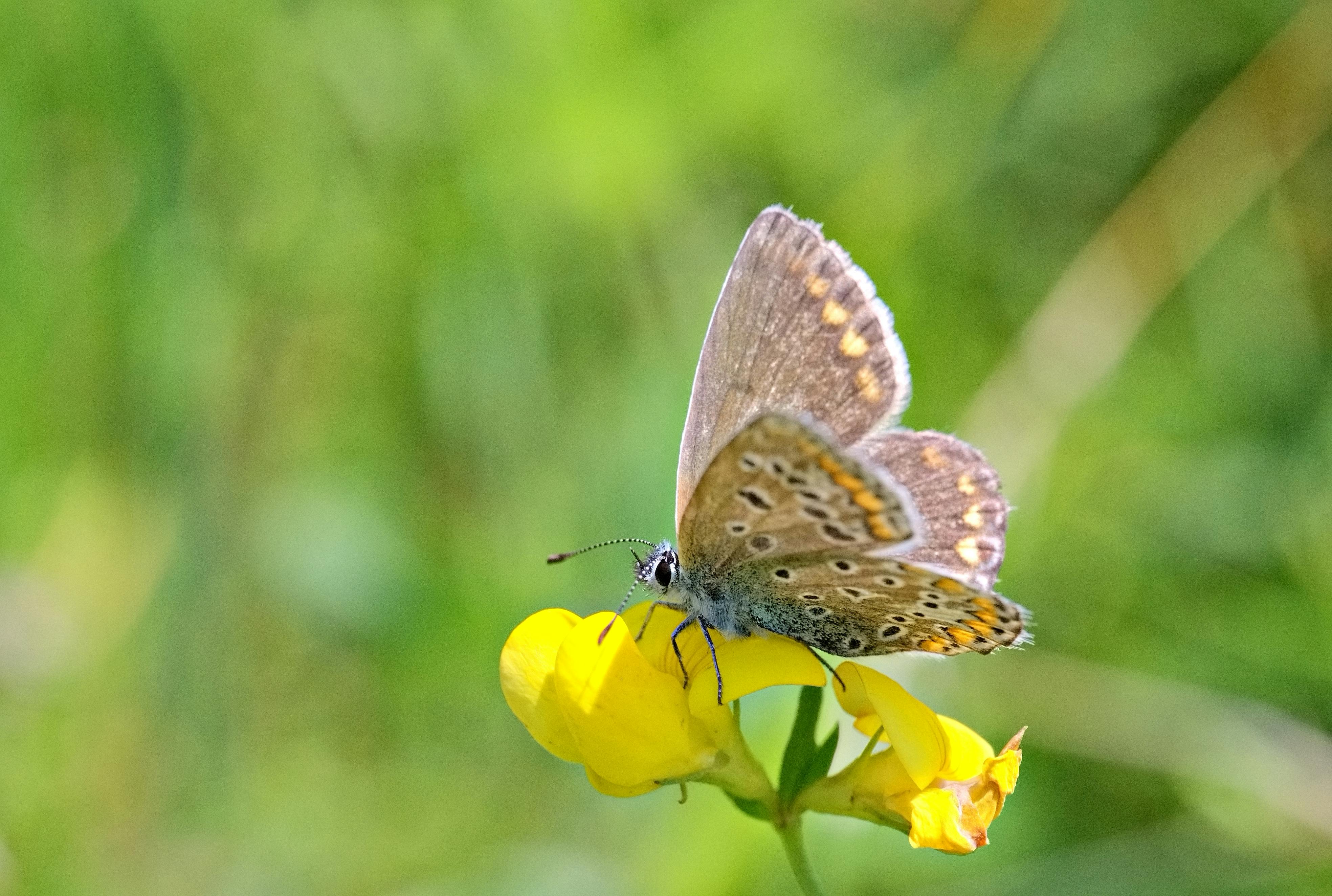 grátis Uma delicada borboleta pousada em uma vibrante flor amarela em um prado ensolarado. Foto profissional
