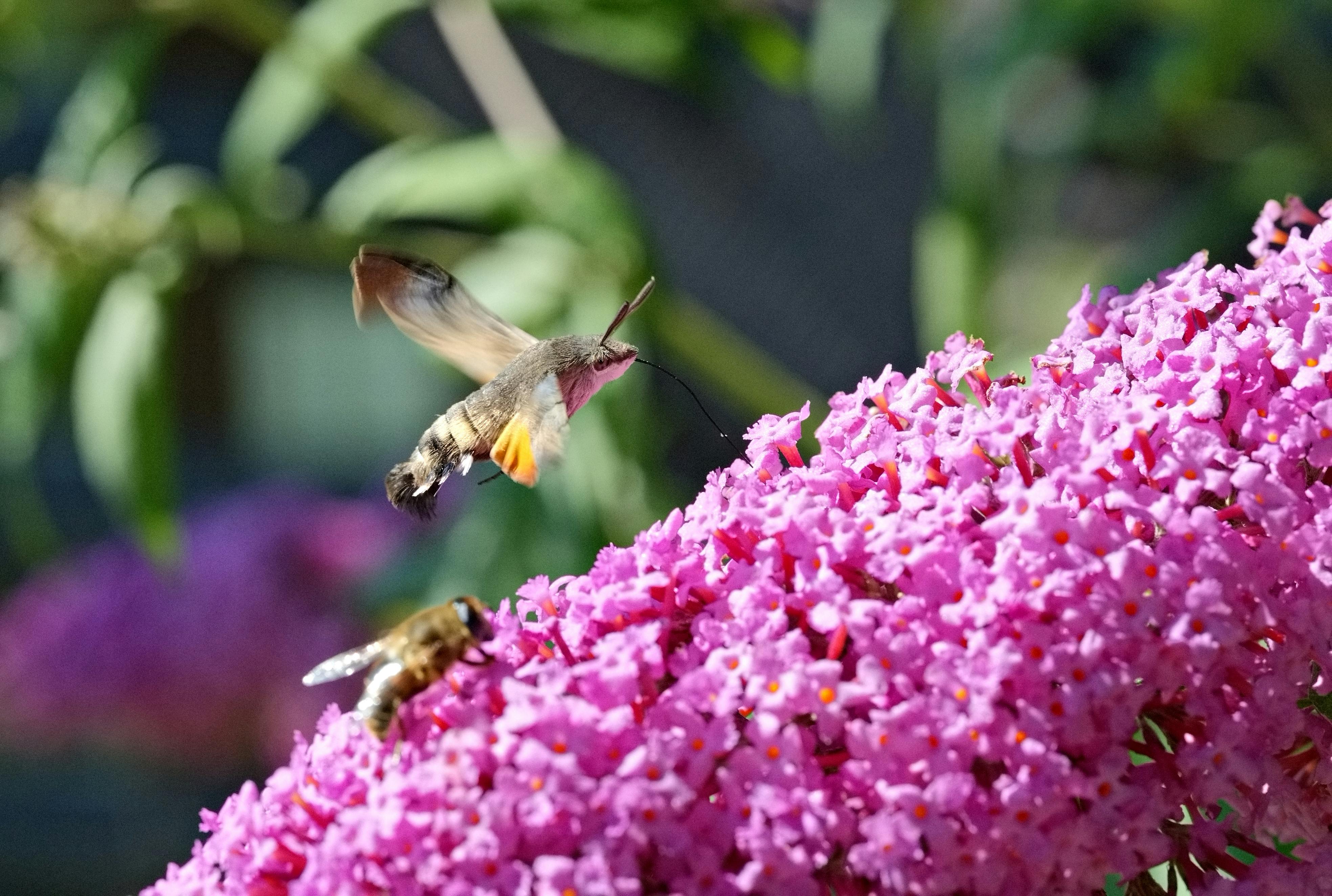 Gratis Immagine gratuita di ala, ambiente, ape Foto a disposizione