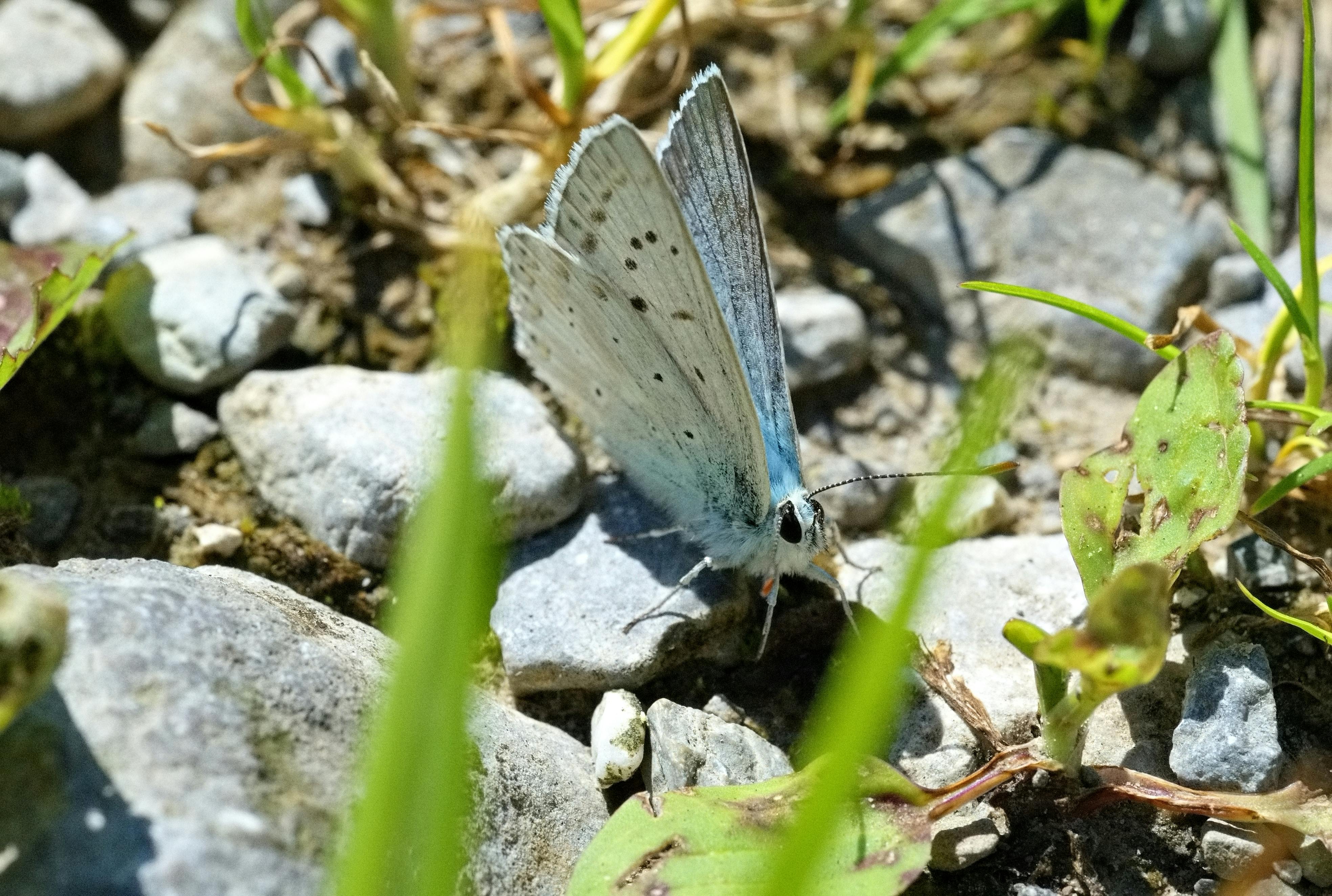 Δωρεάν Λεπτομερές κοντινό πλάνο μιας μπλε πεταλούδας που αναπαύεται σε ένα βραχώδες μονοπάτι ανάμεσα σε πράσινο φύλλωμα. Φωτογραφία από στοκ φωτογραφιών