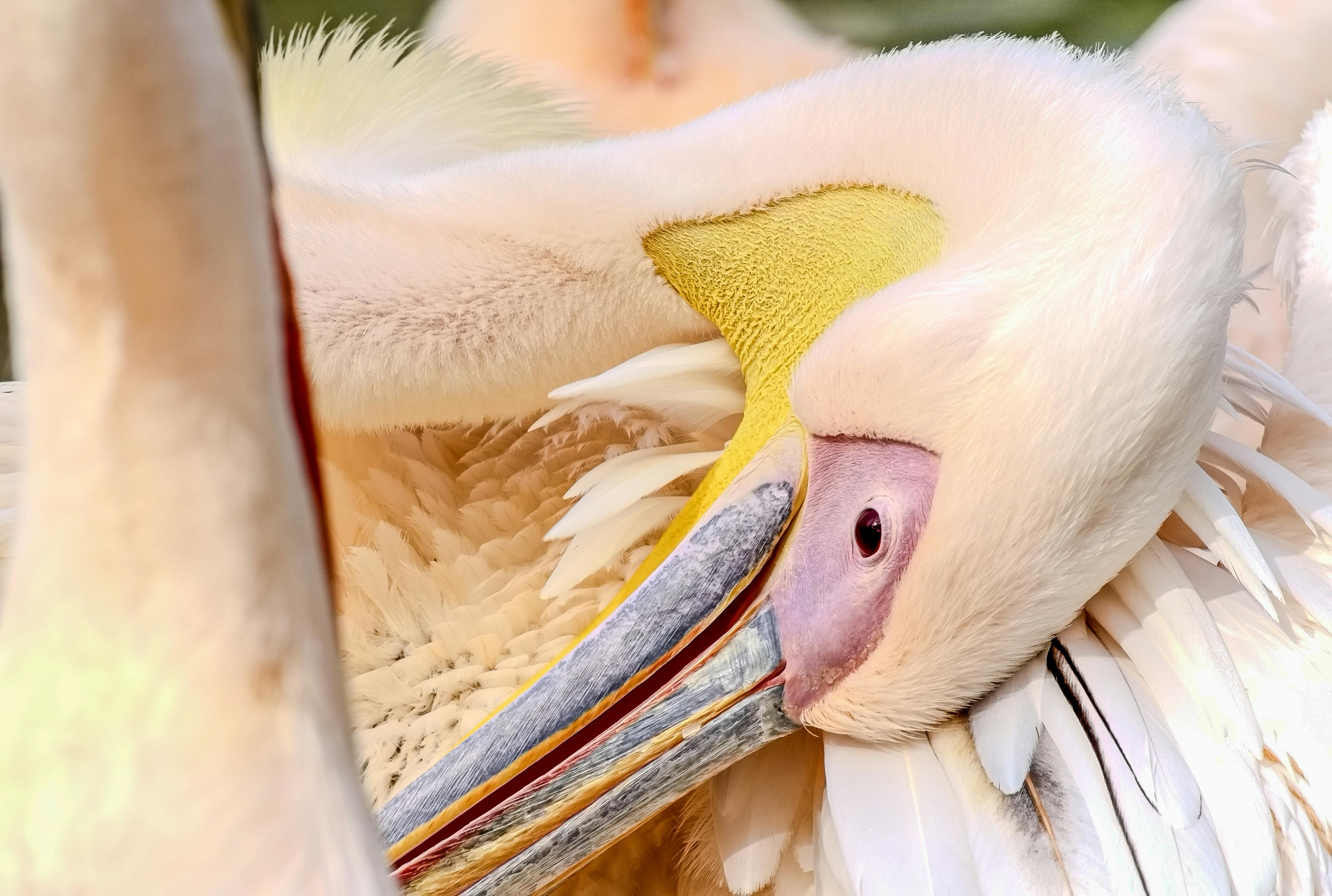 Gratuit Pelicanul alb mare își aranjează penele într-un cadru natural senin, etalând culori vii. Fotografie de stoc