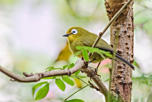 Free Close-up of an Oriental White-eye bird perched on a branch amidst lush greenery. Stock Photo